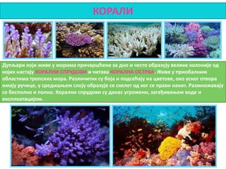 КОРАЛИ
Дупљари који живе у морима причвршћене за дно и често образују велике колоније од
којих настају КОРАЛНИ СПРУДОВИ и читава КОРАЛНА ОСТРВА. Живе у приобалним
областима тропских мора. Различитих су боја и подсећају на цветове, око усног отвора
имају ручице, у средишњем слоју образује се скелет од ког се прави накит. Размножавају
се бесполно и полно. Корални спрудови су данас угрожени, загађивањем воде и
експлоатацијом.
 