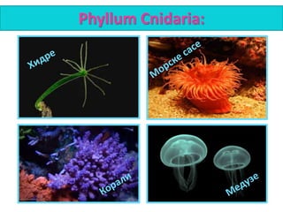 Phyllum Cnidaria:
 