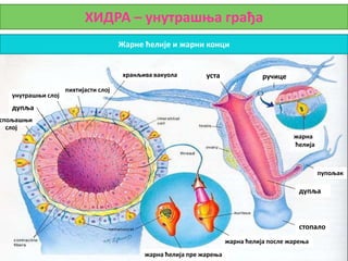 ХИДРА – унутрашња грађа
Жарне ћелије и жарни конци
уста
уста ручице
жарна
ћелија
пупољак
дупља
стопало
пихтијасти слој
хранљива вакуола
жарна ћелија пре жарења
жарна ћелија после жарења
унутрашњи слој
дупља
спољашњи
слој
 