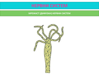 НЕРВНИ СИСТЕМ
МРЕЖАСТ (ДИФУЗАН) НЕРВНИ СИСТЕМ
 