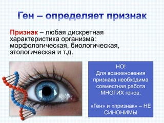 – любая дискретная
характеристика организма:
морфологическая, биологическая,
этологическая и т.д.
НО!
Для возникновения
признака необходима
совместная работа
МНОГИХ генов.
«Ген» и «признак» – НЕ
СИНОНИМЫ
 