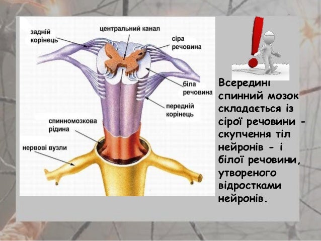 Картинки по запросу спинний мозок людини фото