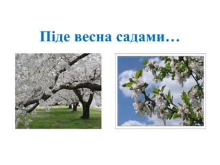 Піде весна садами…
 