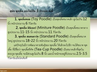 1. พุดเดิ้ลทอย (Toy Poodle) เป็นพุดเดิ้ลขนาดเล็ก สูงไม่เกิน 12
นิ้ว หนักประมาณ 6 กิโลกรัม
2. พุดเดิ้ล มินิเจอร์ (Miniture Poodle) เป็นพุดเดิ้ลขนาดกลาง
สูงประมาณ 11-15 นิ้ว หนักประมาณ 11 กิโลกรัม
3. พุดเดิ้ล สแตนดาร์ด (Standard Poodle) เป็นพุดเดิ้ลขนาด
ใหญ่ สูงประมาณ 18-22 นิ้ว หนักประมาณ 20 กิโลกรัม
แต่ปัจจุบันมีการพัฒนาสายพันธุ์ของ พุดเดิ้ล ให้เล็กลงไปอีก จนได้ขนาด พุด
เดิ้ล ที่มีชื่อว่า พุดเดิ้ลทีคัพ (Tea-Cup Poodle) เป็นขนาดเล็กที่สุดใน
ตระกูล พุดเดิ้ล จะมีส่วนสูงไม่เกิน 8 นิ้ว และน้าหนักจะอยู่ที่ประมาณ 2.5-3.5
กิโลกรัมเมื่อโตเต็มที่
สุนัข พุดเดิ้ล แบ่งได้เป็ น 3 ประเภท ดังนี้
 