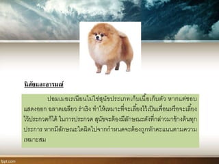 ปอมเมอเรเนียนไม่ใช่สุนัขประเภทเก็บเนื้อเก็บตัว หากแต่ชอบ
แสดงออก ฉลาดเฉลียว ร่าเริง ทาให้เหมาะที่จะเลี้ยงไว้เป็นเพื่อนหรือจะเลี้ยง
ไว้ประกวดก็ได้ ในการประกวด สุนัขจะต้องมีลักษณะดังที่กล่าวมาข้างต้นทุก
ประการ หากมีลักษณะใดผิดไปจากกาหนดจะต้องถูกหักคะแนนตามความ
เหมาะสม
นิสัยและอารมณ์
 