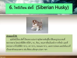 6. ไซบีเรียน ฮัสกี้ (Siberian Husky)
ลักษณะทั่วไป
สุนัขไซบีเรียน ฮัสกี้มีขนหนาแน่นกว่าสุนัขสายพันธุ์อื่น มีสีและรูปแบบขนที่
หลากหลาย โดยปกติมีสีขาวที่เท้า, ขา, ท้อง, รอบตาหรือเป็นหน้ากากที่หน้า และที่
ปลายหาง ทั่วไปมีสีดา-ขาว, เทา-ขาว, ทองแดง-ขาว, และขาวปลอด และยังมีแบบที่
เป็นเอกลักษณะเฉพาะ เช่น สีอ่อน แต้มจุด แว่นตา ฯลฯ
 