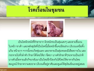 โรคเรื้อนในชุมชน
เป็นโรคผิวหนังที่รักษายาก ผิวหนังจะเป็นตุ่มแดงๆ และลามขี้นบน
ใบหน้า ขาเท้า และหลังสุนัขที่เป็นโรคนี้เมื่อหนักขึ้นจะมีขนร่วง บริเวณเหนือคิ้ว
แก้ม หน้าผาก จากนั้นจะเกิดตุ่มแดง และกลายเป็นตุ่มหนองมีเลือดภายใน และ
กระจายไปทั่วลาตัว รักษาได้โดยให้ยา ฉีดยา บางตัวรักษาดีๆจะหายเป็นปกติ
บางตัวเมื่อหายแล้วก็จะกลับมาเป็นใหม่อีกป้ องกันได้โดยให้อาหารกินโดย
สมบูรณ์ รักษาความสะอาด บริเวณที่อยู่อาศัยและดูแลให้สุนัขแข็งแรงอยู่เสมอ
 