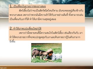1. เป็นเพื่อนในยามยากของเราเสมอ
สัตว์เลี้ยงไม่ว่าจะเป็นสัตว์ชนิดไหนก็ตาม มันจะคอยอยู่เคียงข้างกับ
พวกเราเสมอ เพราะว่าพวกมันมีความรักให้กับเราอย่างเต็มที่ ทั้งสามารถเล่น
เป็นเพื่อนกับเราก็ได้ ทาให้เรามีความสุขอยู่เสมอ
2. ทาให้เราพบปะเพื่อนใหม่ๆได้
เพราะว่ามีหลายคนที่มีความสนใจในสัตว์เลี้ยง เช่นเดียวกันกับ เรา
ทาให้พวกเขาอยากที่จะพบปะพูดคุยกับเราและค้นหาอยากรู้ในตัวเรามาก
ยิ่งขึ้น
 