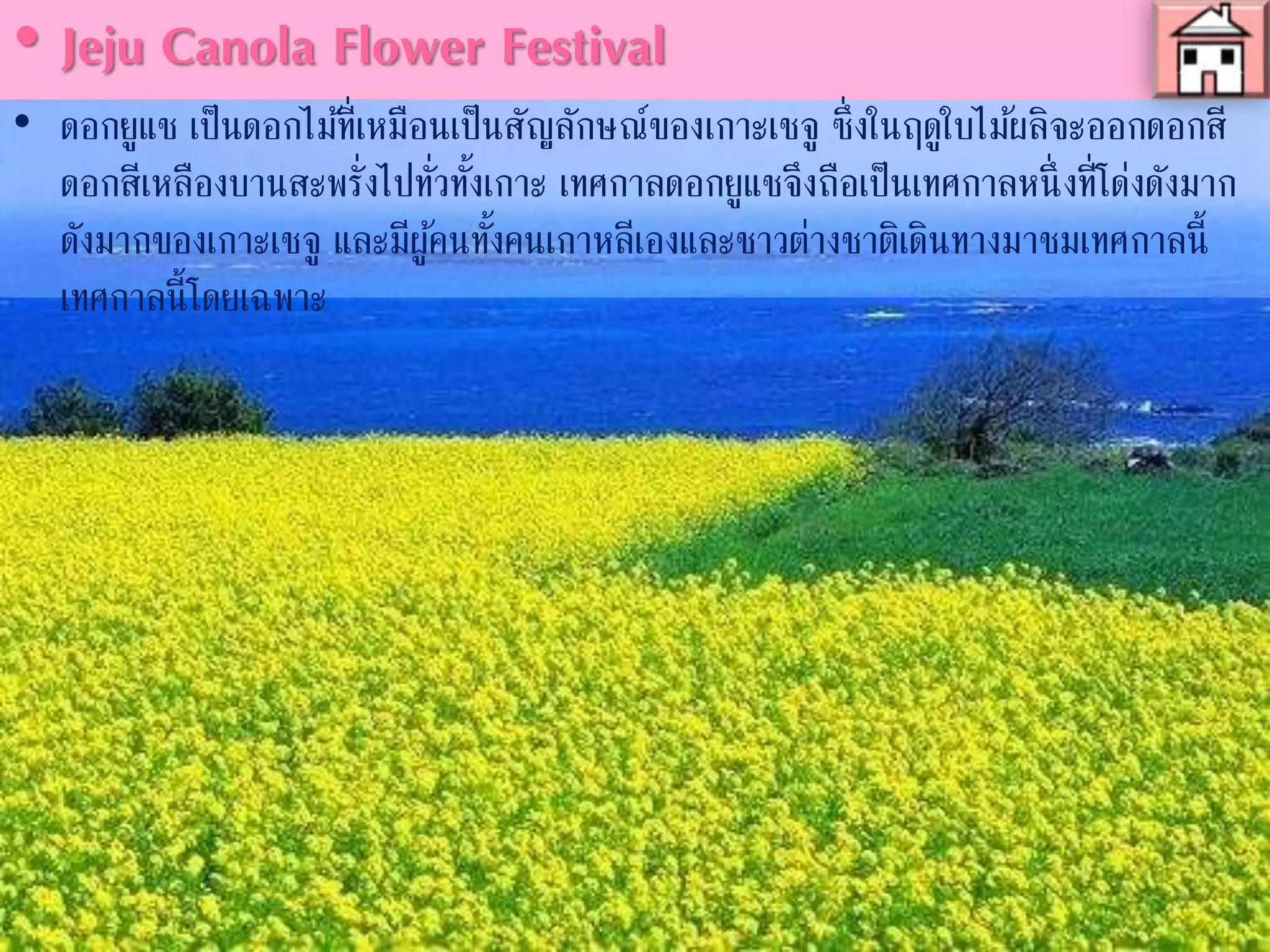 • Jeju Canola Flower Festival
• ดอกยูแช เป็นดอกไม้ที่เหมือนเป็นสัญลักษณ์ของเกาะเชจู ซึ่งในฤดูใบไม้ผลิจะออกดอกสี
เหลืองบานสะพรั่งไปทั่วทั้งเกาะ เทศกาลดอกยูแชจึงถือเป็นเทศกาลหนึ่งที่โด่งดังมากของ
เกาะเชจู และมีผู้คนทั้งคนเกาหลีเองและชาวต่างชาติเดินทางมาชมเทศกาลนี้โดยเฉพาะ
 