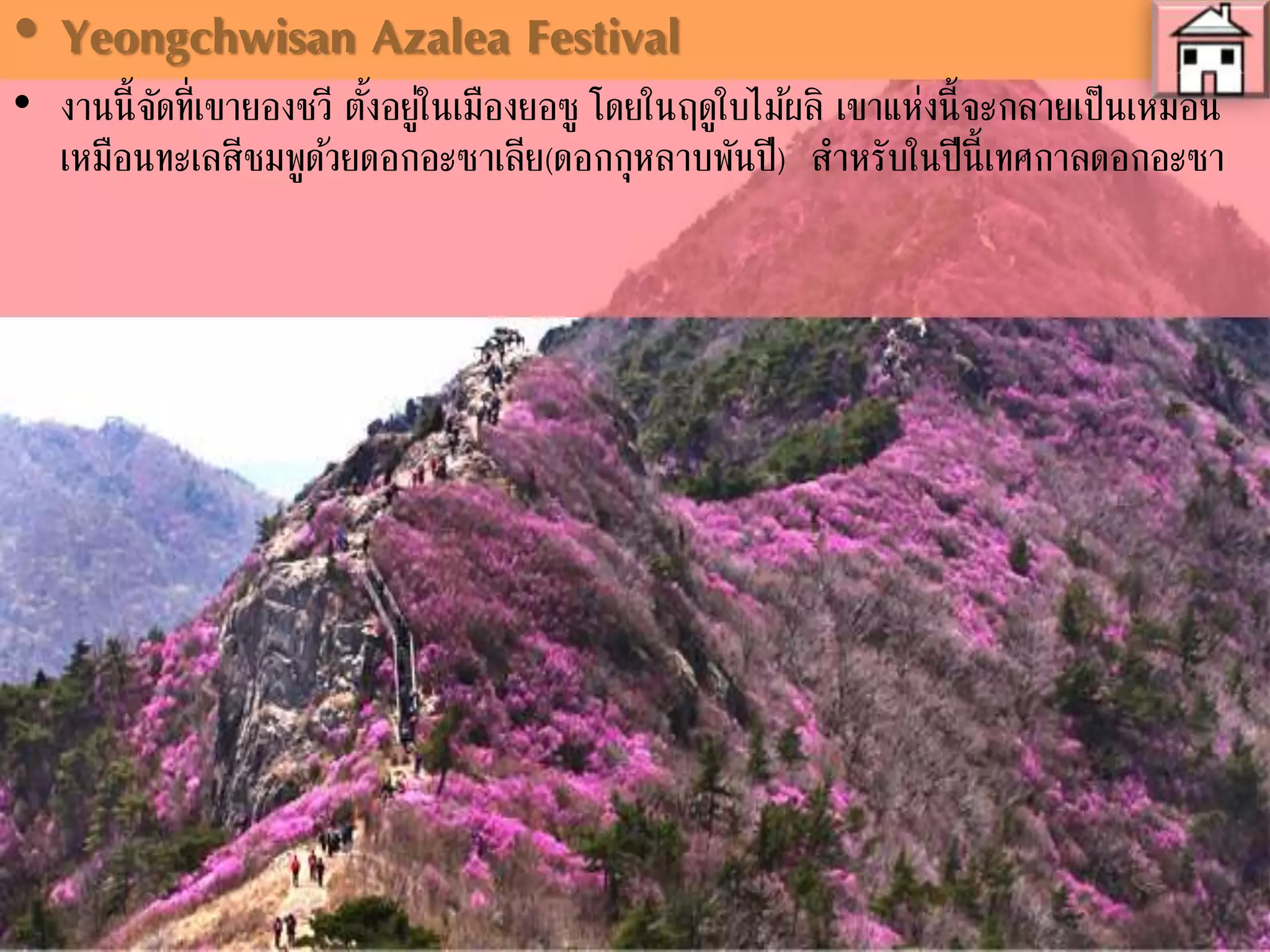• Yeongchwisan Azalea Festival
• งานนี้จัดที่เขายองชวี ตั้งอยู่ในเมืองยอซู โดยในฤดูใบไม้ผลิ เขาแห่งนี้จะกลายเป็นเหมือน
ทะเลสีชมพูด้วยดอกอะซาเลีย(ดอกกุหลาบพันปี) สาหรับในปีนี้เทศกาลดอกอะซาเลียได้
ถูกจัดขึ้นเป็นครั้งที่ 22 จากสถานีขนส่งเมืองยอซู สามารถนั่งรถบัสสาย 52 ไปลงที่วัดฮึง
กุกซา
 