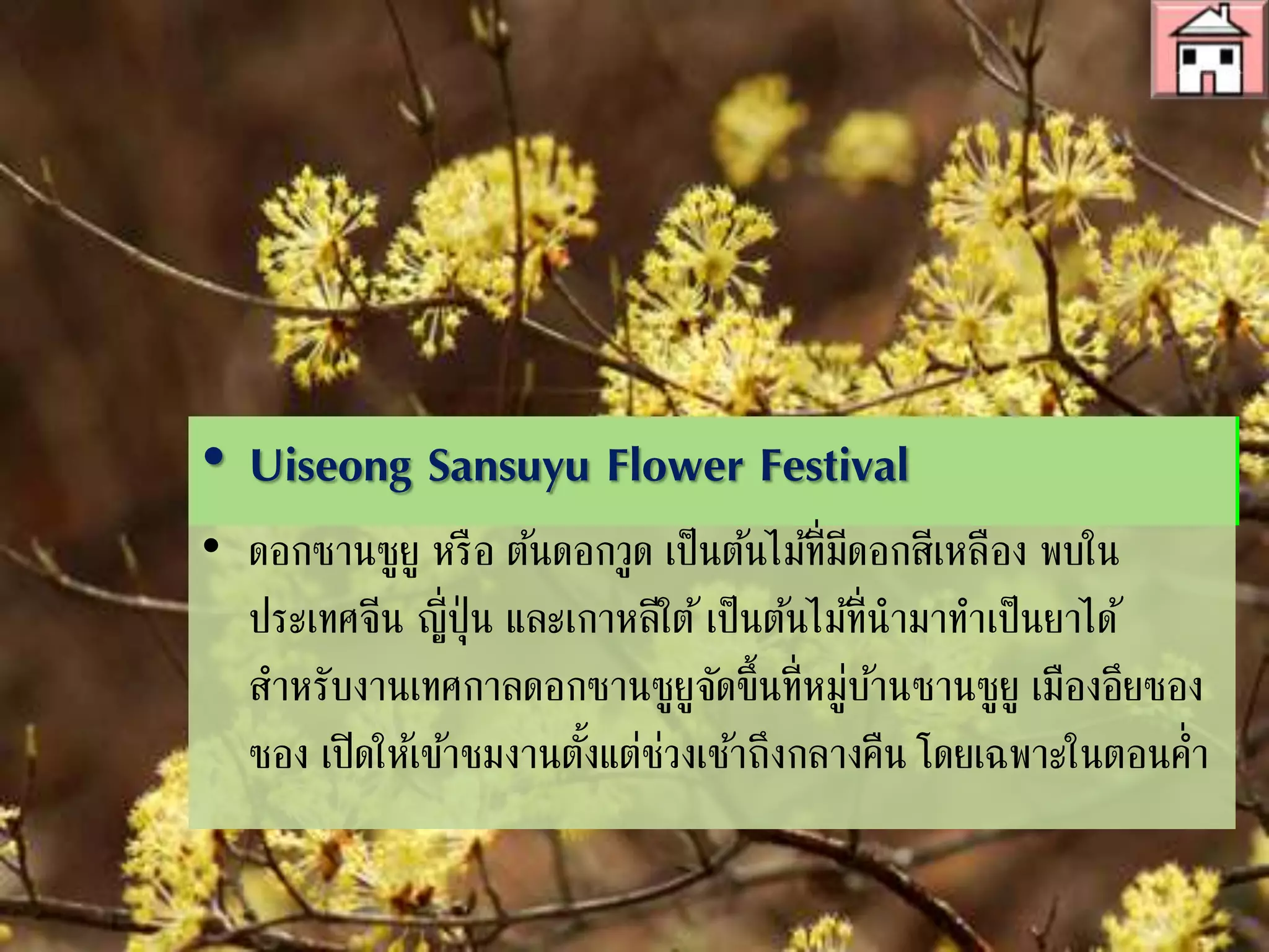 • Uiseong Sansuyu Flower Festival
• ดอกซานซูยู หรือ ต้นดอกวูด เป็นต้นไม้ที่มีดอกสีเหลือง พบใน
ประเทศจีน ญี่ปุ่น และเกาหลีใต้ เป็นต้นไม้ที่นามาทาเป็นยาได้
สาหรับงานเทศกาลดอกซานซูยูจัดขึ้นที่หมู่บ้านซานซูยู เมืองอึยซอง
เปิดให้เข้าชมงานตั้งแต่ช่วงเช้าถึงกลางคืน โดยเฉพาะในตอนค่า
 