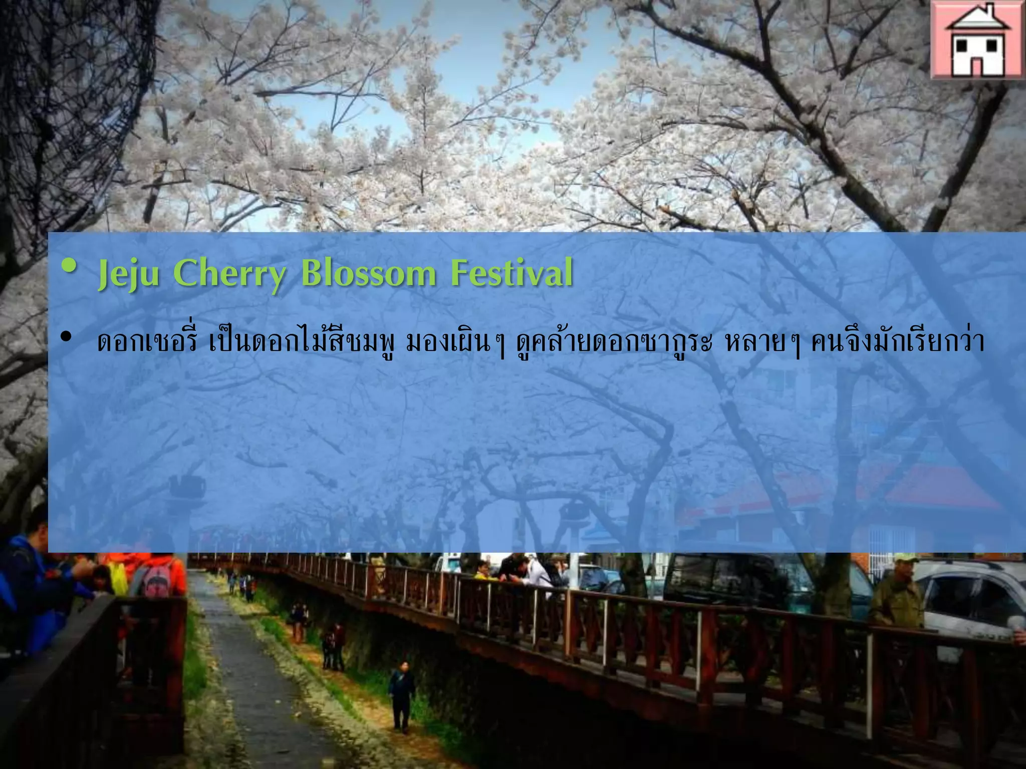• Jeju Cherry Blossom Festival
• ดอกเชอรี่ เป็นดอกไม้สีชมพู มองเผินๆ ดูคล้ายดอกซากูระ หลายๆ คนจึงมักเรียกว่า
"ซากูระเกาหลี" โดยบริเวณเมืองซอวีโปเกาะเชจู และ บริเวณสนามกีฬาของเกาะเชจู
จะมีดอกเชอรี่บานเต็มไปหมด ซึ่งดอกเชอรี่ที่เกาะเชจูนั้นถือว่าเป็นดอกเชอรี่ที่มีดอกใหญ่
และดูสวยงามมากที่สุด และจะบานเต็มที่ในช่วงวันที่ 4-6 เมษายนของปีนี้
 