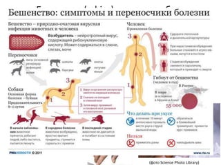 Бешенство (rabies) – от слова «бес»
• Вирус бешенства вызывает специфический энцефалит
• Передается со слюной животных или человека
• Если зараженного бешенством сразу начать прививать
(вакцина Пастера) он выздоровеет с вероятностью
• Если зараженного бешенством после появления
симптомов лечить любыми способами он умрет в
(60000 смертей в мире ежегодно )
• ≈ протокол Милуоки – искусственная кома. 5 выживших
(фото Science Photo Library)
100%
≈100%
 