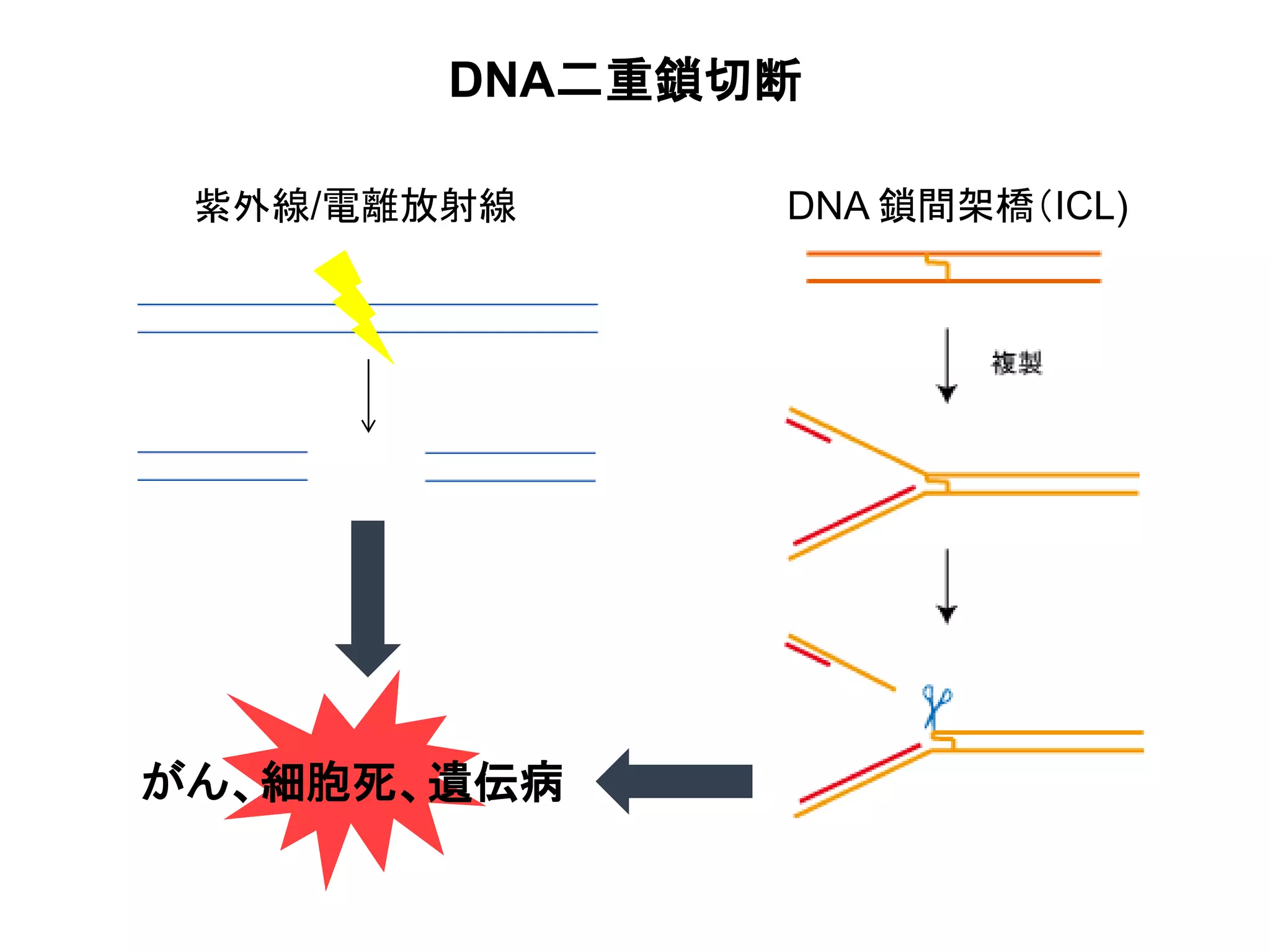 夏合宿