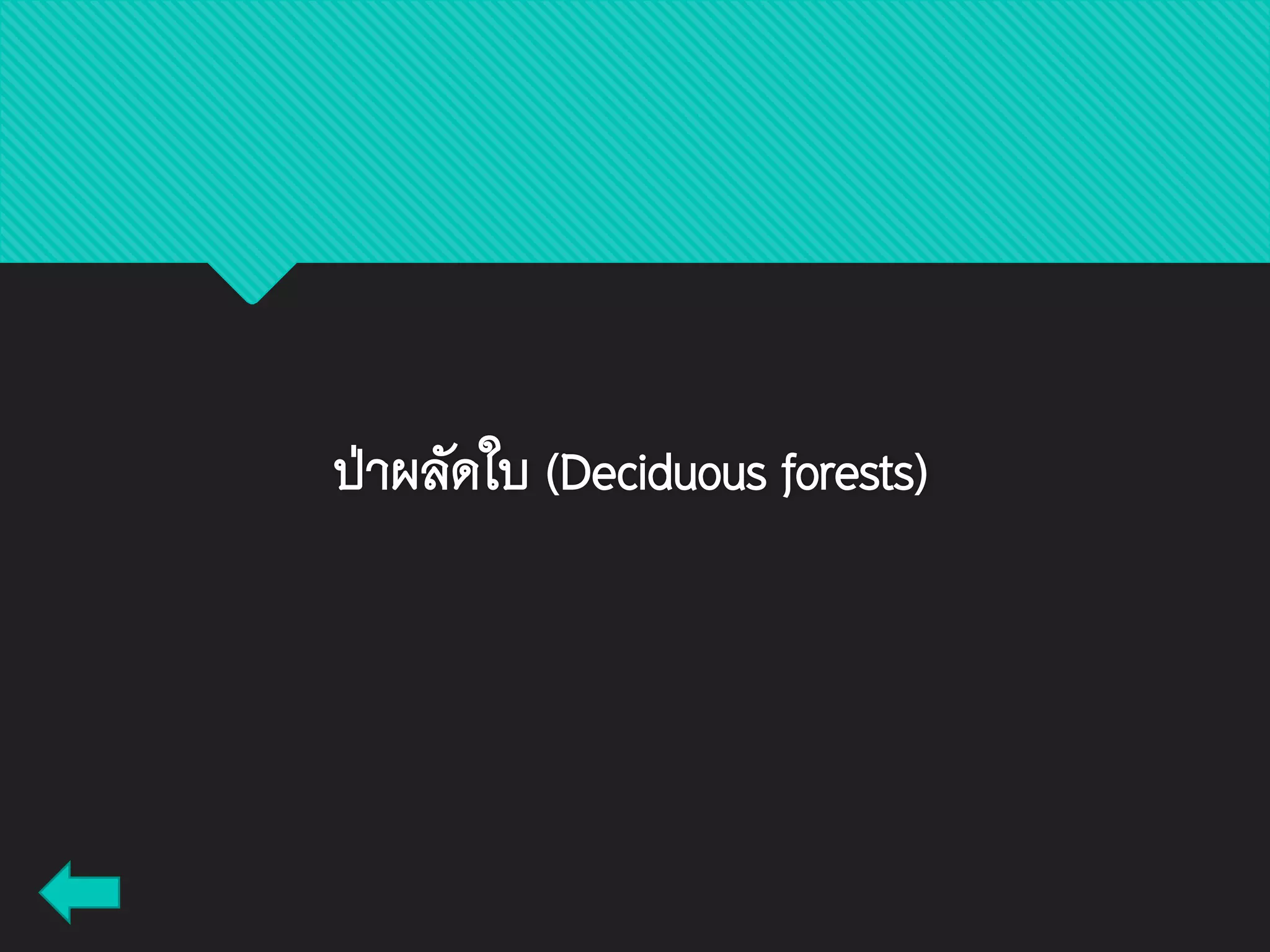 ป่าผลัดใบ (Deciduous forests)
 