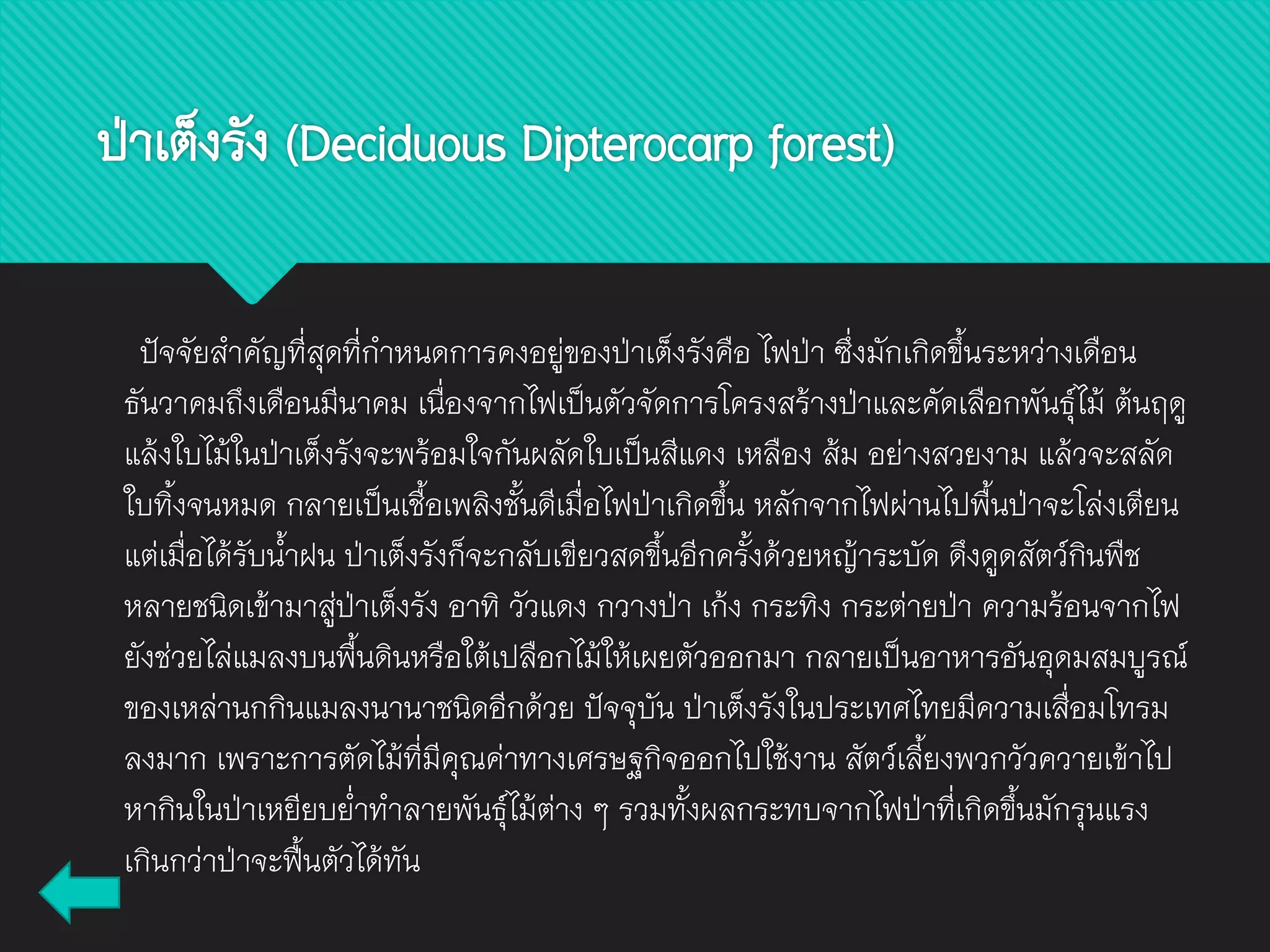 ปัจจัยสาคัญที่สุดที่กาหนดการคงอยู่ของป่าเต็งรังคือ ไฟป่า ซึ่งมักเกิดขึ้นระหว่างเดือน
ธันวาคมถึงเดือนมีนาคม เนื่องจากไฟเป็นตัวจัดการโครงสร้างป่าและคัดเลือกพันธุ์ไม้ ต้นฤดู
แล้งใบไม้ในป่าเต็งรังจะพร้อมใจกันผลัดใบเป็นสีแดง เหลือง ส้ม อย่างสวยงาม แล้วจะสลัด
ใบทิ้งจนหมด กลายเป็นเชื้อเพลิงชั้นดีเมื่อไฟป่าเกิดขึ้น หลักจากไฟผ่านไปพื้นป่าจะโล่งเตียน
แต่เมื่อได้รับน้าฝน ป่าเต็งรังก็จะกลับเขียวสดขึ้นอีกครั้งด้วยหญ้าระบัด ดึงดูดสัตว์กินพืช
หลายชนิดเข้ามาสู่ป่าเต็งรัง อาทิ วัวแดง กวางป่า เก้ง กระทิง กระต่ายป่า ความร้อนจากไฟ
ยังช่วยไล่แมลงบนพื้นดินหรือใต้เปลือกไม้ให้เผยตัวออกมา กลายเป็นอาหารอันอุดมสมบูรณ์
ของเหล่านกกินแมลงนานาชนิดอีกด้วย ปัจจุบัน ป่าเต็งรังในประเทศไทยมีความเสื่อมโทรม
ลงมาก เพราะการตัดไม้ที่มีคุณค่าทางเศรษฐกิจออกไปใช้งาน สัตว์เลี้ยงพวกวัวควายเข้าไป
หากินในป่าเหยียบย่าทาลายพันธุ์ไม้ต่าง ๆ รวมทั้งผลกระทบจากไฟป่าที่เกิดขึ้นมักรุนแรง
เกินกว่าป่าจะฟื้นตัวได้ทัน
ป่าเต็งรัง (Deciduous Dipterocarp forest)
 