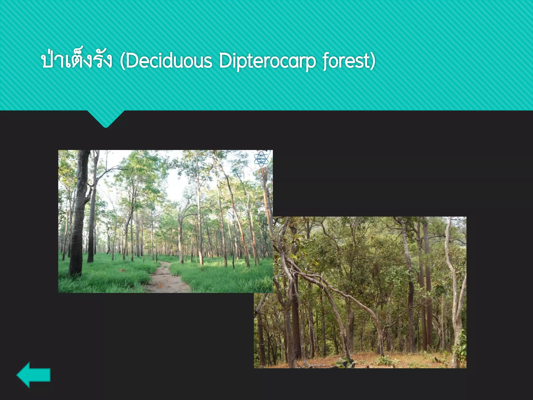 ป่าเต็งรัง (Deciduous Dipterocarp forest)
 