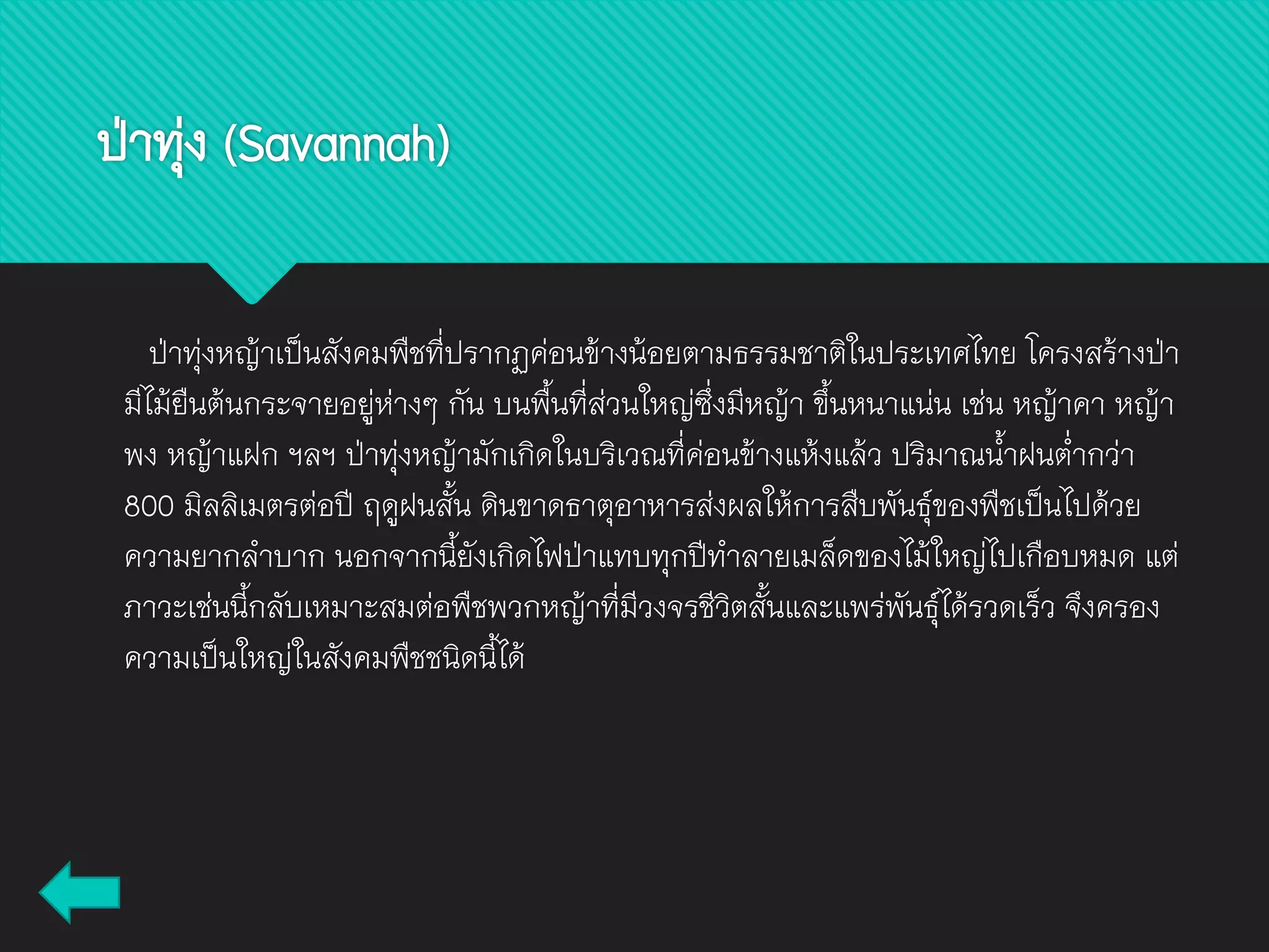 ป่าทุ่ง (Savannah)
ป่าทุ่งหญ้าเป็นสังคมพืชที่ปรากฏค่อนข้างน้อยตามธรรมชาติในประเทศไทย โครงสร้างป่า
มีไม้ยืนต้นกระจายอยู่ห่างๆ กัน บนพื้นที่ส่วนใหญ่ซึ่งมีหญ้า ขึ้นหนาแน่น เช่น หญ้าคา หญ้า
พง หญ้าแฝก ฯลฯ ป่าทุ่งหญ้ามักเกิดในบริเวณที่ค่อนข้างแห้งแล้ว ปริมาณน้าฝนต่ากว่า
800 มิลลิเมตรต่อปี ฤดูฝนสั้น ดินขาดธาตุอาหารส่งผลให้การสืบพันธุ์ของพืชเป็นไปด้วย
ความยากลาบาก นอกจากนี้ยังเกิดไฟป่าแทบทุกปีทาลายเมล็ดของไม้ใหญ่ไปเกือบหมด แต่
ภาวะเช่นนี้กลับเหมาะสมต่อพืชพวกหญ้าที่มีวงจรชีวิตสั้นและแพร่พันธุ์ได้รวดเร็ว จึงครอง
ความเป็นใหญ่ในสังคมพืชชนิดนี้ได้
 