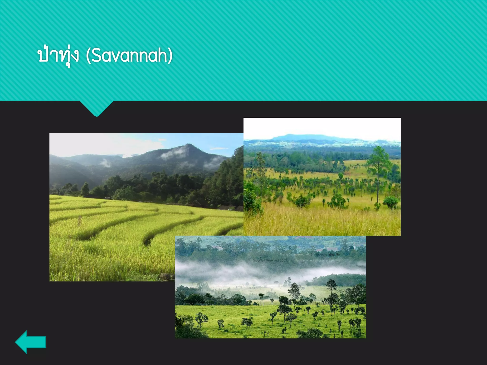 ป่าทุ่ง (Savannah)
 