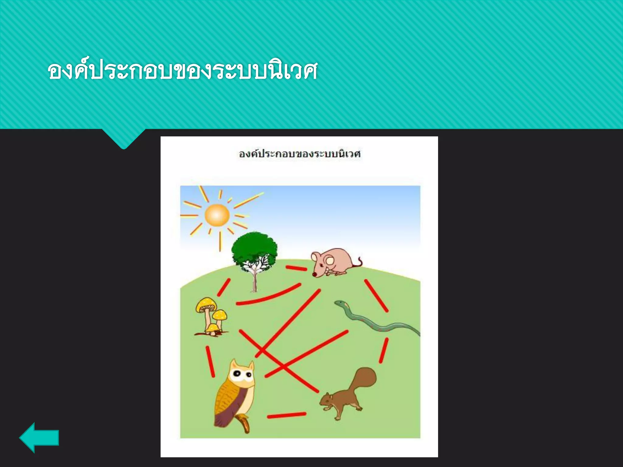 องค์ประกอบของระบบนิเวศ
 