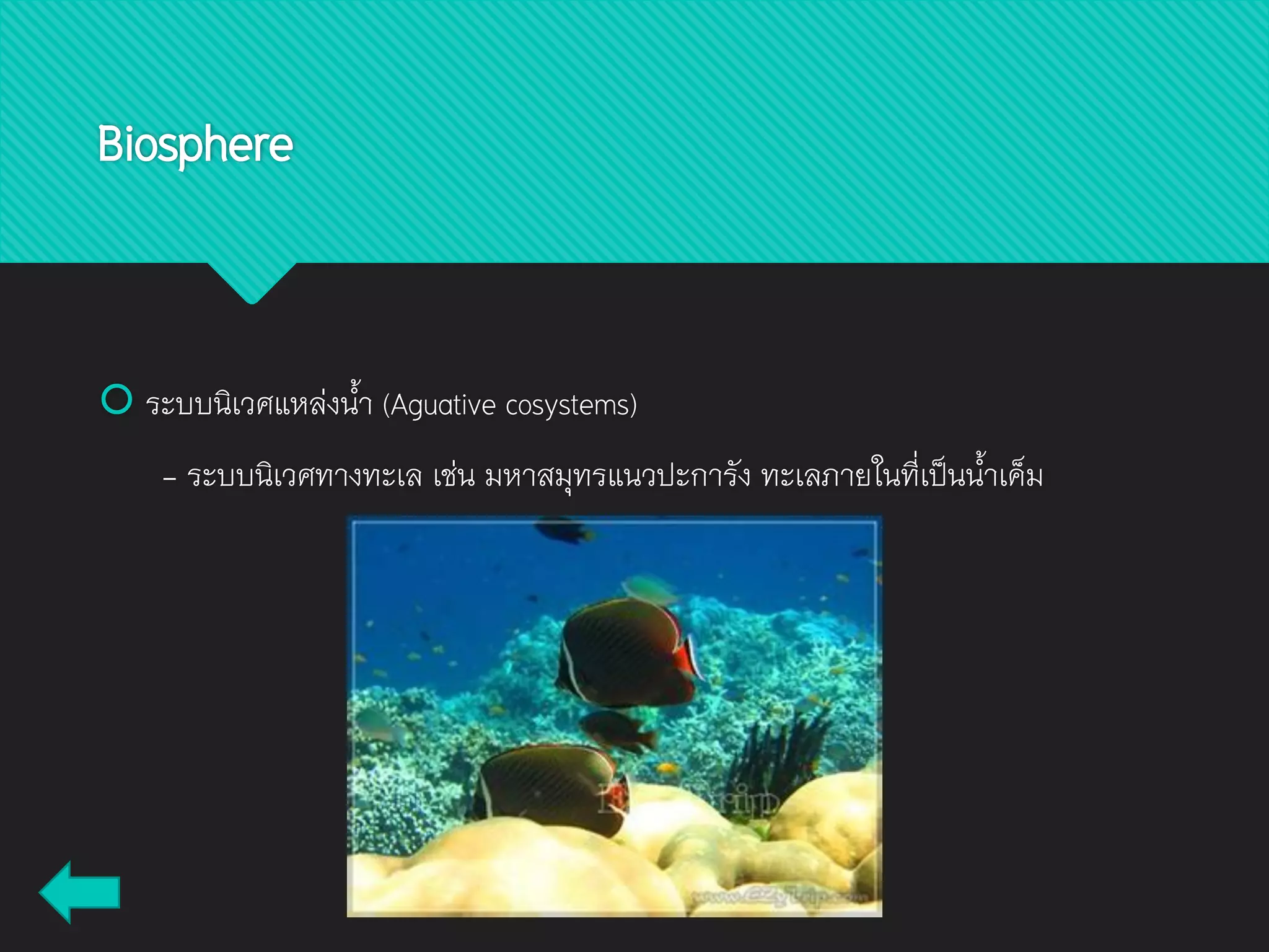  ระบบนิเวศแหล่งน้า (Aguative cosystems)
- ระบบนิเวศทางทะเล เช่น มหาสมุทรแนวปะการัง ทะเลภายในที่เป็นน้าเค็ม
Biosphere
 
