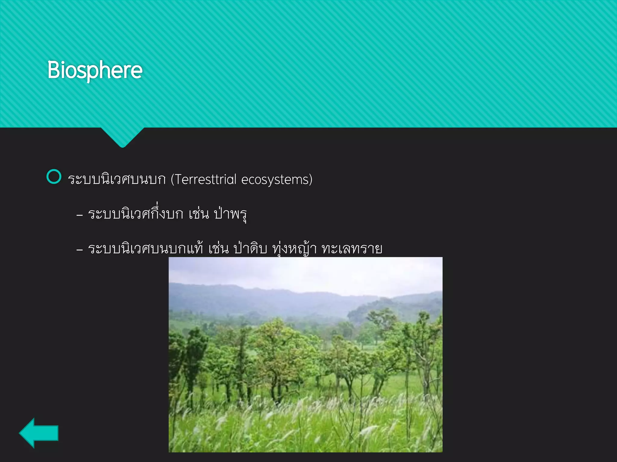  ระบบนิเวศบนบก (Terresttrial ecosystems)
- ระบบนิเวศกึ่งบก เช่น ป่าพรุ
- ระบบนิเวศบนบกแท้ เช่น ป่าดิบ ทุ่งหญ้า ทะเลทราย
Biosphere
 