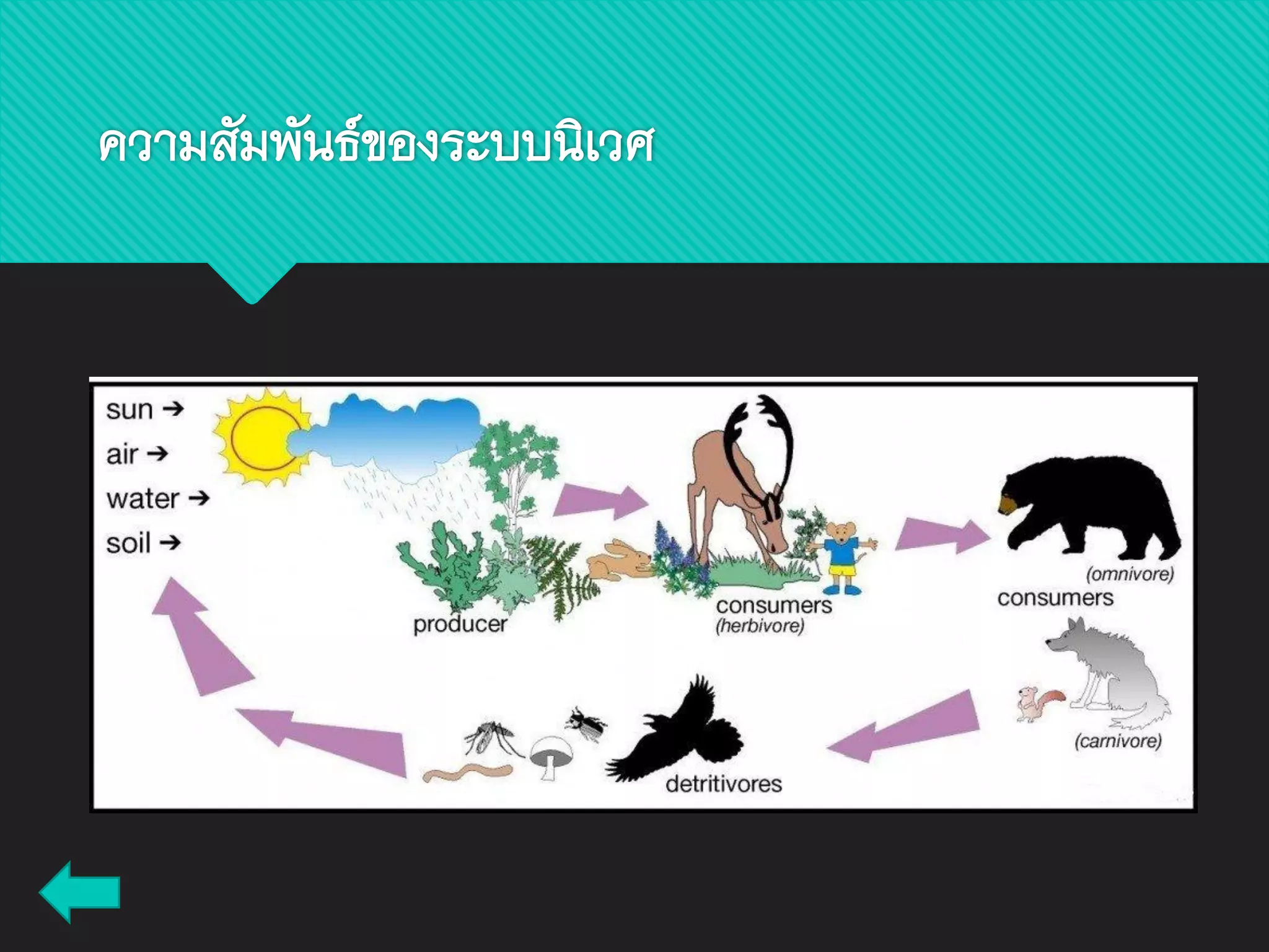 ความสัมพันธ์ของระบบนิเวศ
 