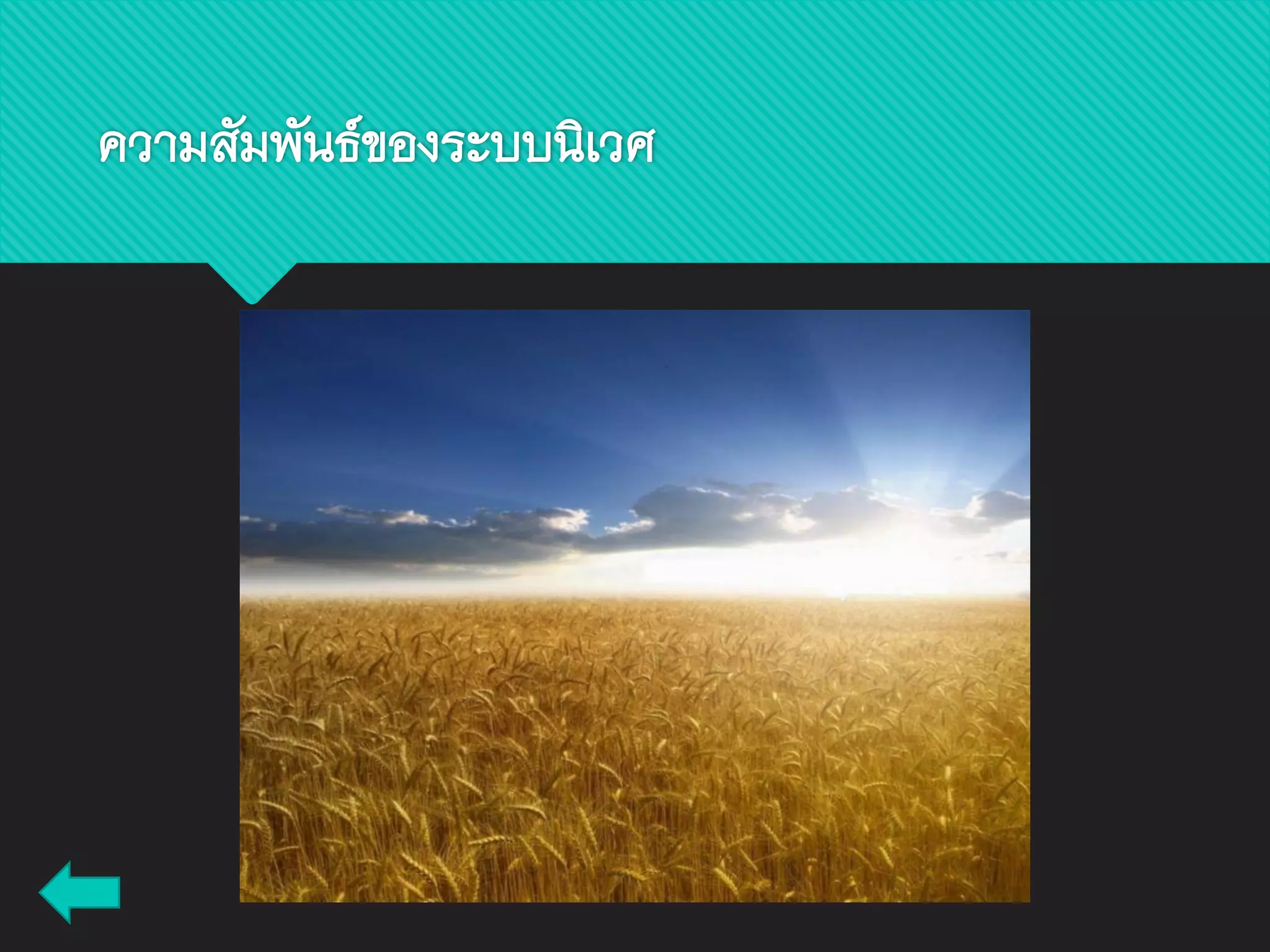 ความสัมพันธ์ของระบบนิเวศ
 