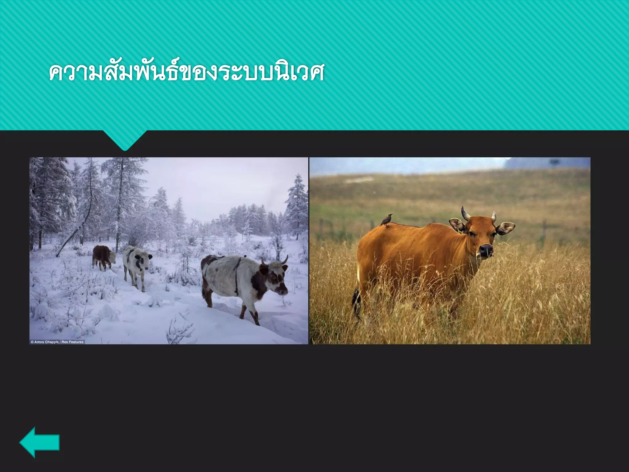 ความสัมพันธ์ของระบบนิเวศ
 