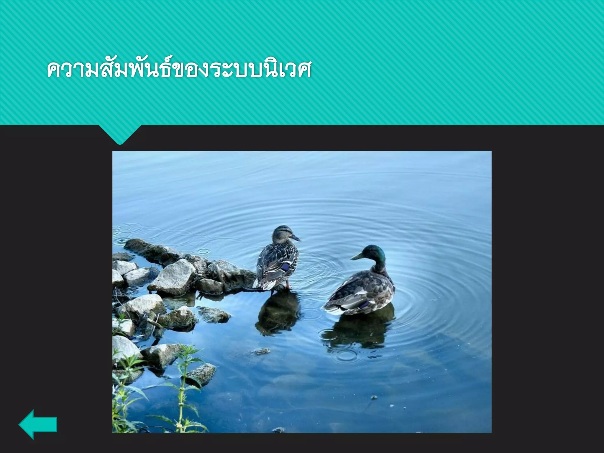 ความสัมพันธ์ของระบบนิเวศ
 