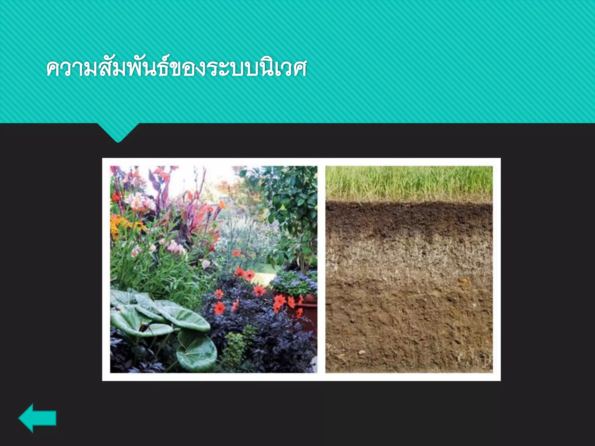 ความสัมพันธ์ของระบบนิเวศ
 