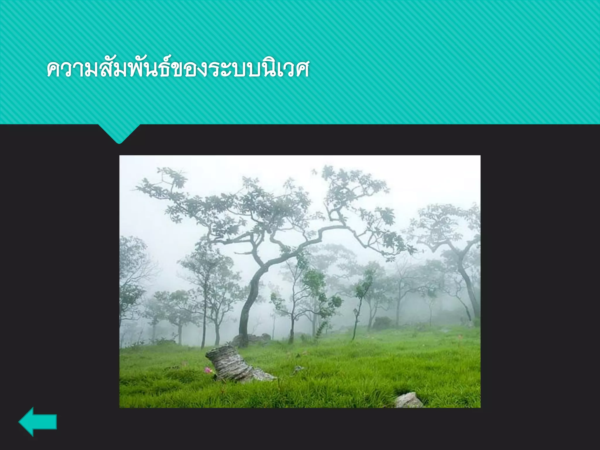 ความสัมพันธ์ของระบบนิเวศ
 