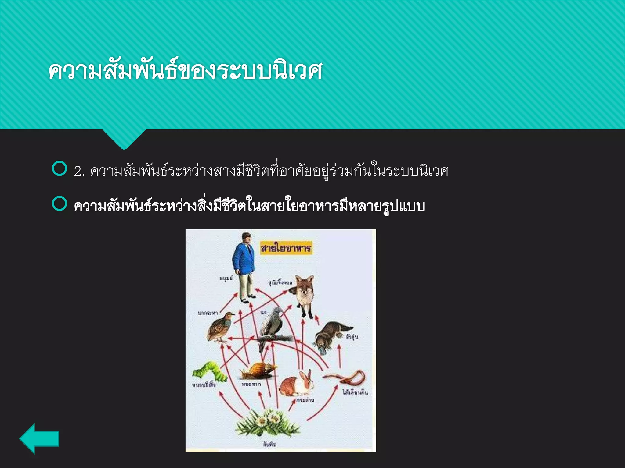  2. ความสัมพันธ์ระหว่างสางมีชีวิตที่อาศัยอยู่ร่วมกันในระบบนิเวศ
 ความสัมพันธ์ระหว่างสิ่งมีชีวิตในสายใยอาหารมีหลายรูปแบบ
ความสัมพันธ์ของระบบนิเวศ
 