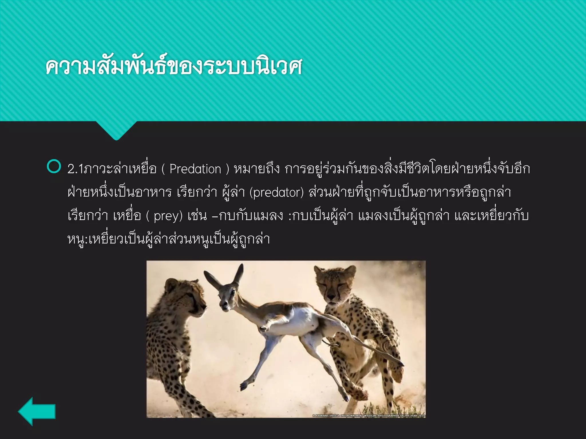  2.1ภาวะล่าเหยื่อ ( Predation ) หมายถึง การอยู่ร่วมกันของสิ่งมีชีวิตโดยฝ่ายหนึ่งจับอีก
ฝ่ายหนึ่งเป็นอาหาร เรียกว่า ผู้ล่า (predator) ส่วนฝ่ายที่ถูกจับเป็นอาหารหรือถูกล่า
เรียกว่า เหยื่อ ( prey) เช่น -กบกับแมลง :กบเป็นผู้ล่า แมลงเป็นผู้ถูกล่า และเหยี่ยวกับ
หนู:เหยี่ยวเป็นผู้ล่าส่วนหนูเป็นผู้ถูกล่า
ความสัมพันธ์ของระบบนิเวศ
 