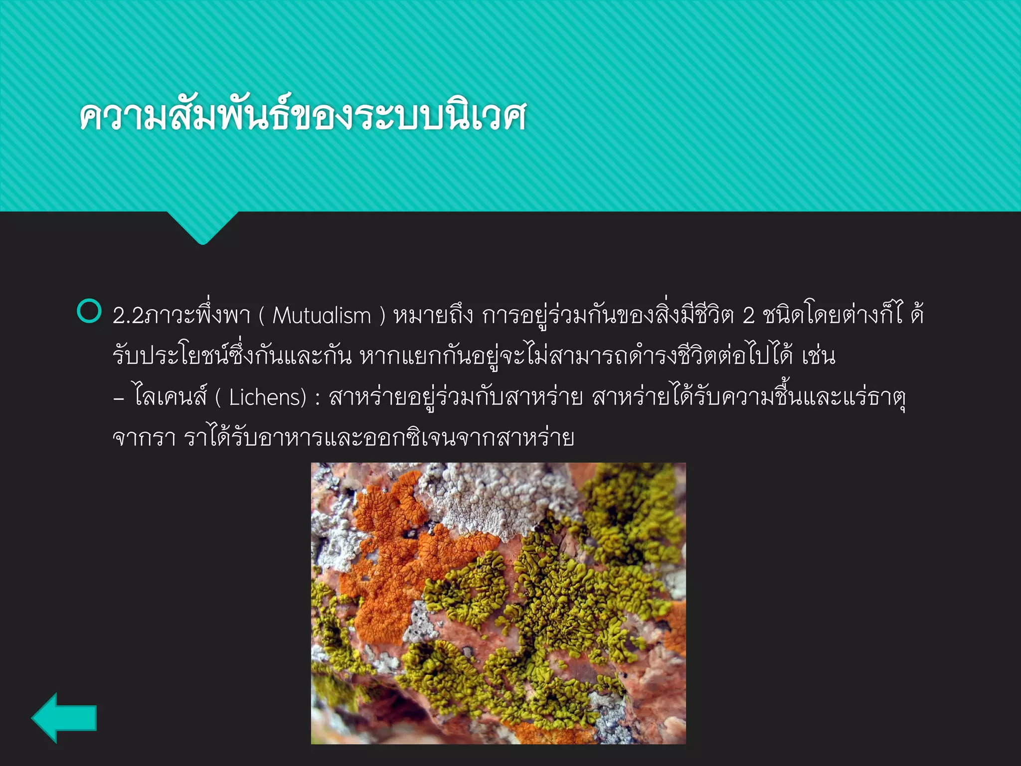  2.2ภาวะพึ่งพา ( Mutualism ) หมายถึง การอยู่ร่วมกันของสิ่งมีชีวิต 2 ชนิดโดยต่างก็ไ ด้
รับประโยชน์ซึ่งกันและกัน หากแยกกันอยู่จะไม่สามารถดารงชีวิตต่อไปได้ เช่น
- ไลเคนส์ ( Lichens) : สาหร่ายอยู่ร่วมกับสาหร่าย สาหร่ายได้รับความชื้นและแร่ธาตุ
จากรา ราได้รับอาหารและออกซิเจนจากสาหร่าย
ความสัมพันธ์ของระบบนิเวศ
 