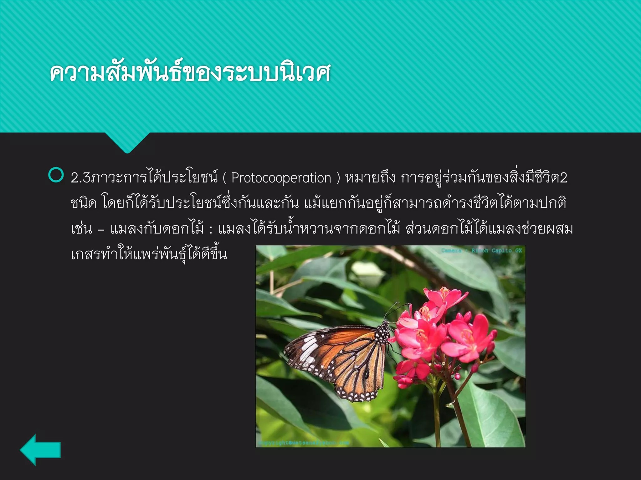  2.3ภาวะการได้ประโยชน์ ( Protocooperation ) หมายถึง การอยู่ร่วมกันของสิ่งมีชีวิต2
ชนิด โดยก็ได้รับประโยชน์ซึ่งกันและกัน แม้แยกกันอยู่ก็สามารถดารงชีวิตได้ตามปกติ
เช่น - แมลงกับดอกไม้ : แมลงได้รับน้าหวานจากดอกไม้ ส่วนดอกไม้ได้แมลงช่วยผสม
เกสรทาให้แพร่พันธุ์ได้ดีขึ้น
ความสัมพันธ์ของระบบนิเวศ
 