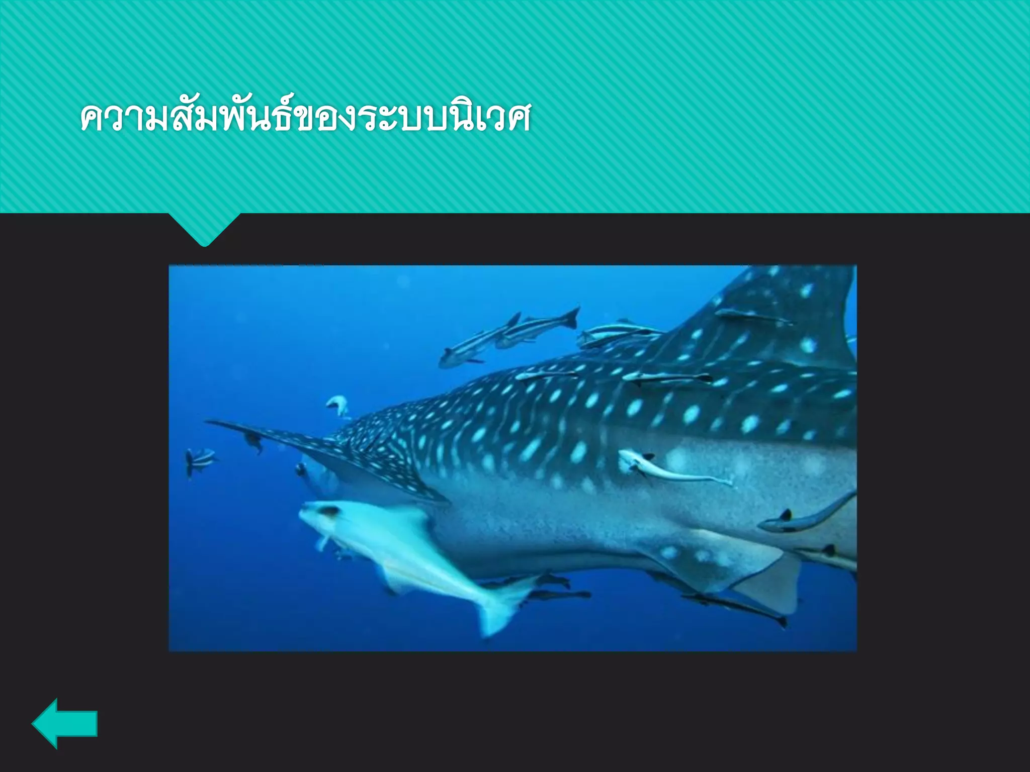 ความสัมพันธ์ของระบบนิเวศ
 