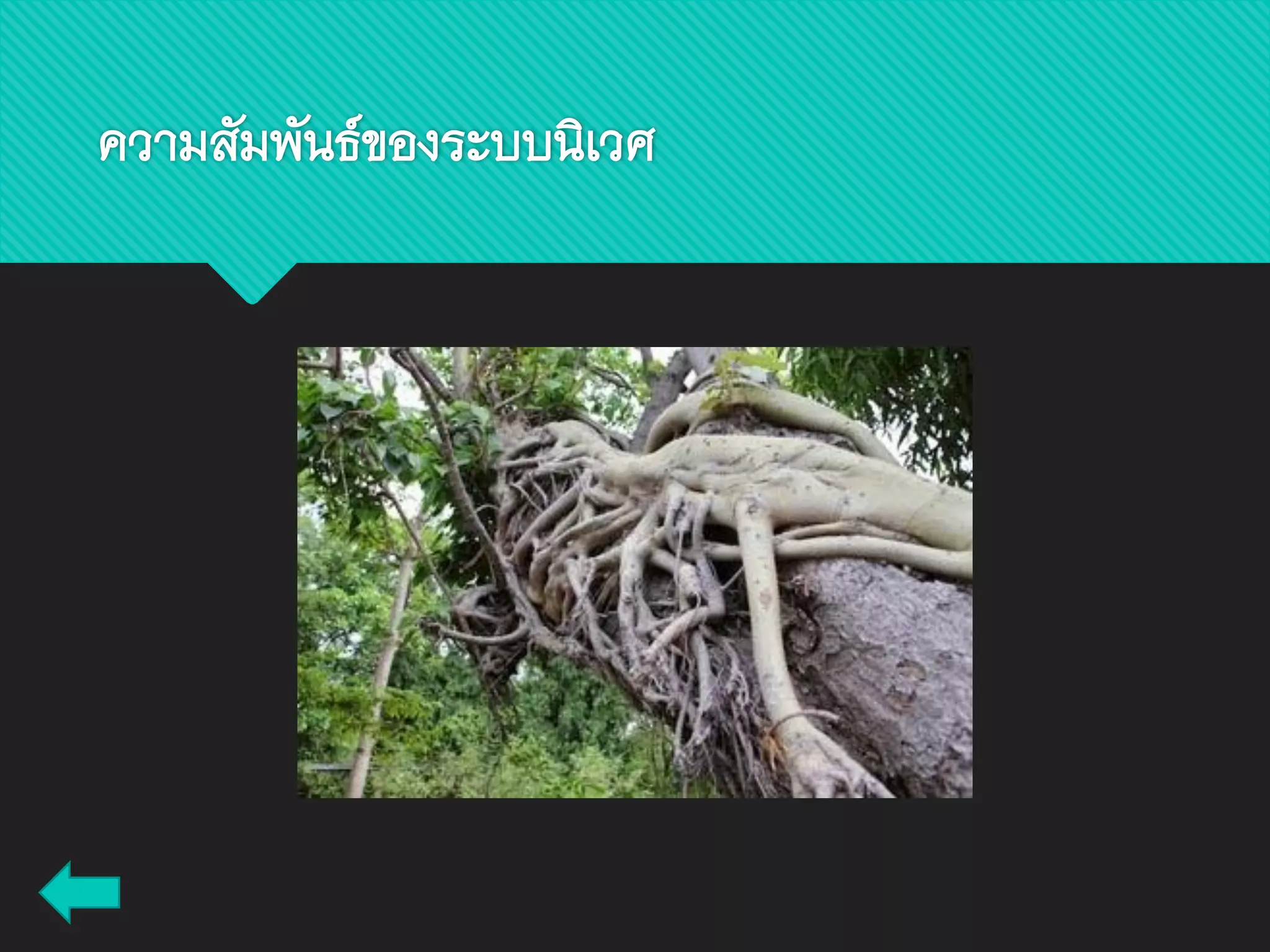 ความสัมพันธ์ของระบบนิเวศ
 