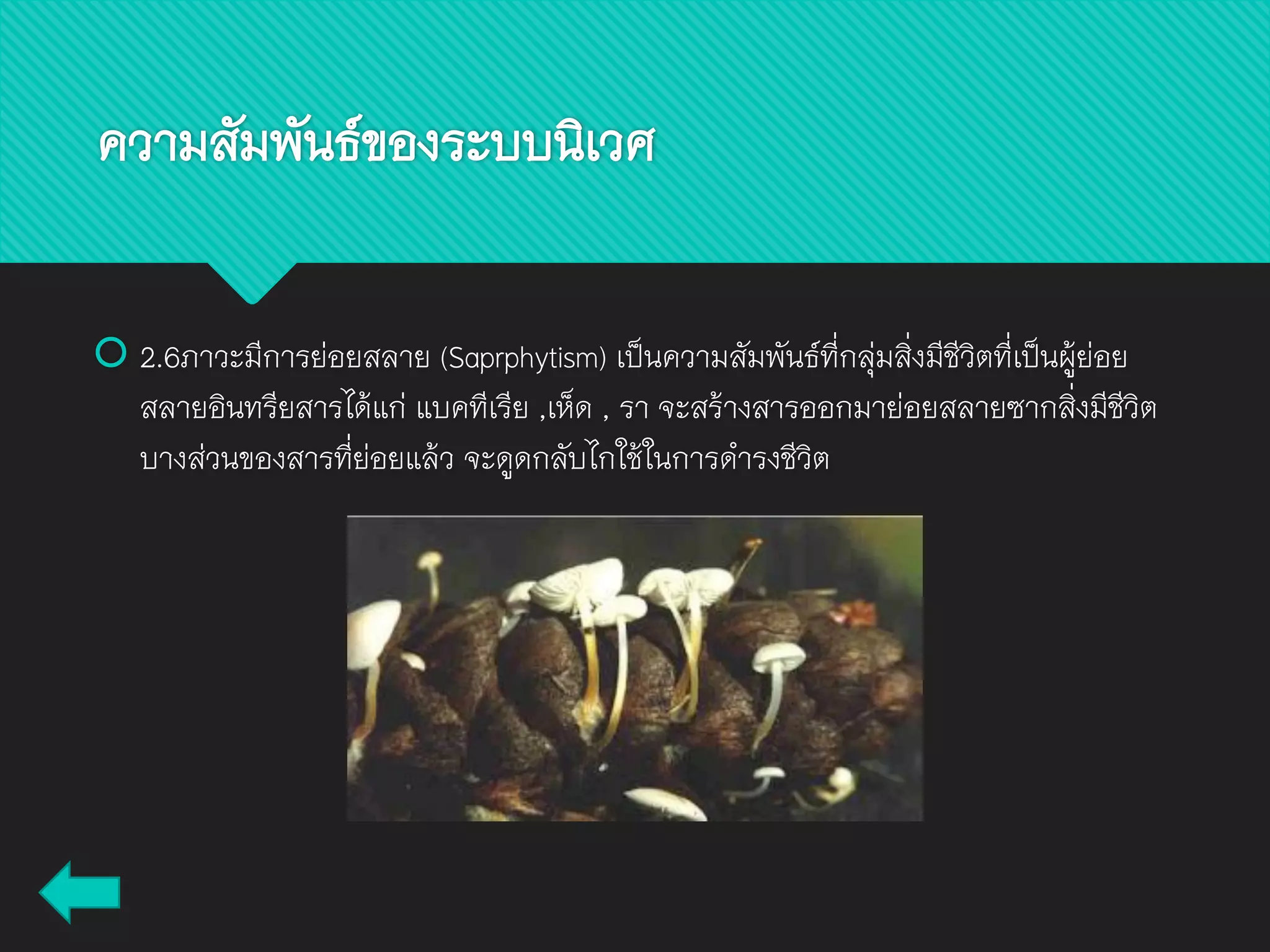  2.6ภาวะมีการย่อยสลาย (Saprphytism) เป็นความสัมพันธ์ที่กลุ่มสิ่งมีชีวิตที่เป็นผู้ย่อย
สลายอินทรียสารได้แก่ แบคทีเรีย ,เห็ด , รา จะสร้างสารออกมาย่อยสลายซากสิ่งมีชีวิต
บางส่วนของสารที่ย่อยแล้ว จะดูดกลับไกใช้ในการดารงชีวิต
ความสัมพันธ์ของระบบนิเวศ
 