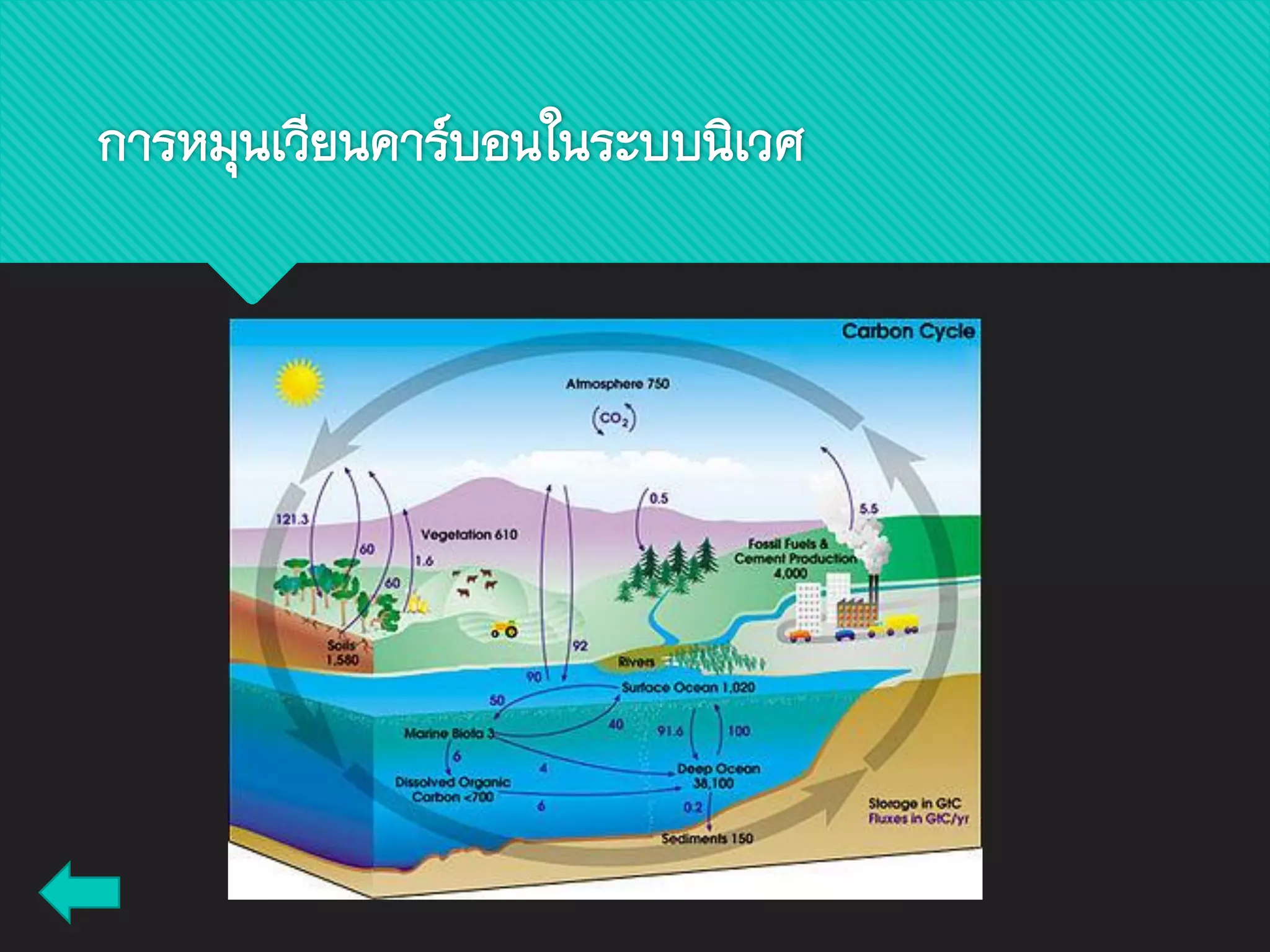 การหมุนเวียนคาร์บอนในระบบนิเวศ
 