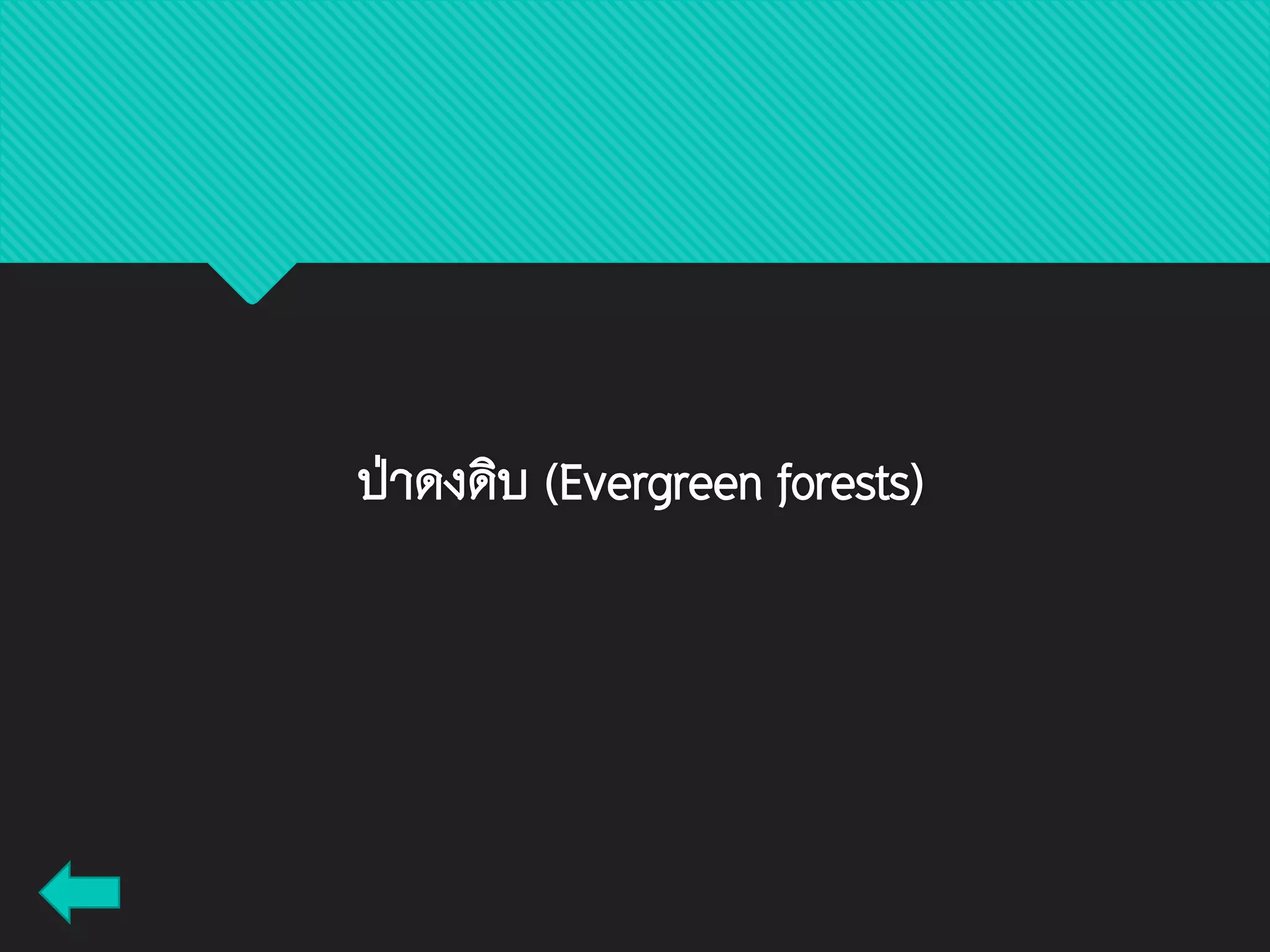 ป่าดงดิบ (Evergreen forests)
 