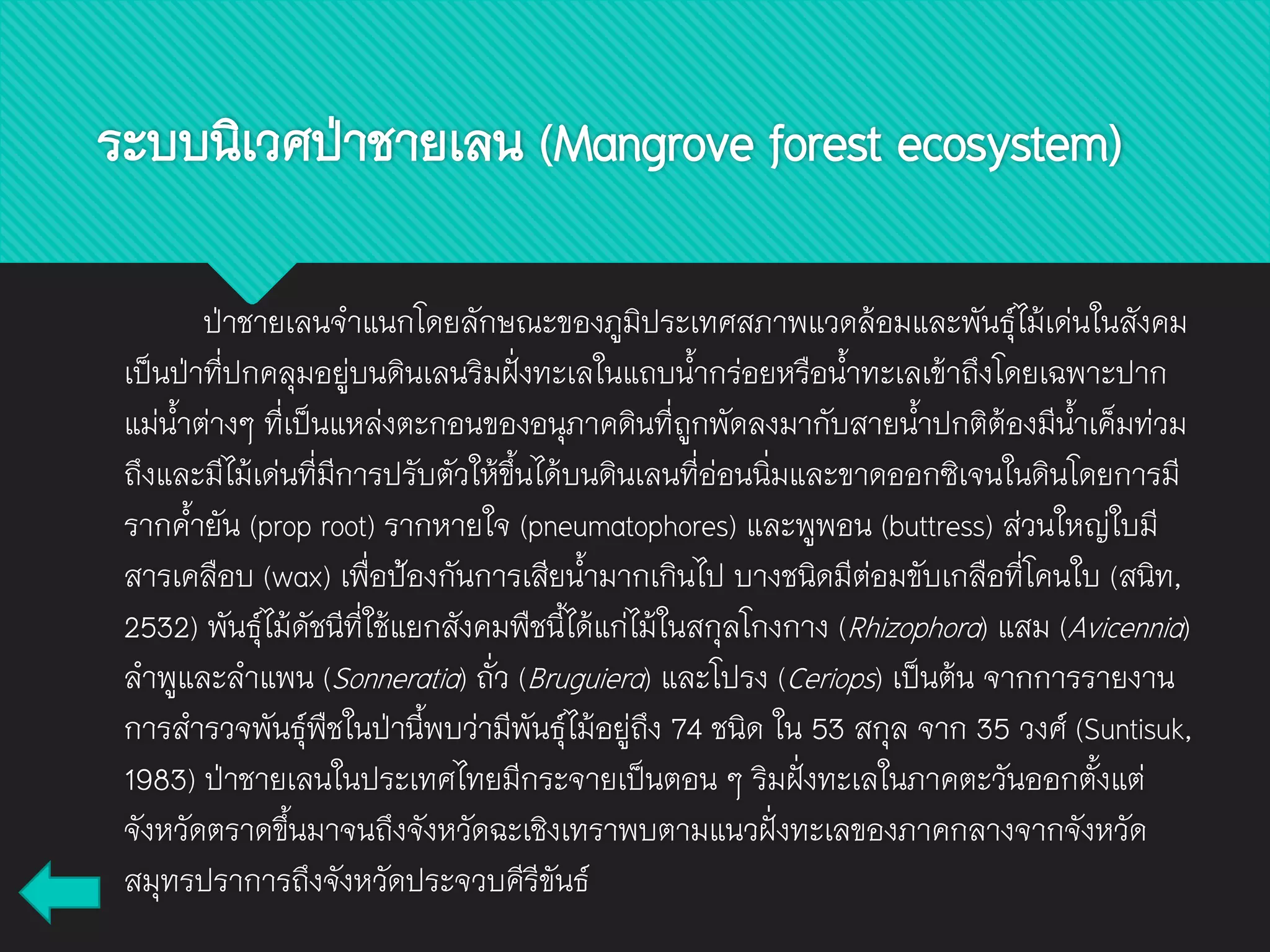 ระบบนิเวศป่าชายเลน (Mangrove forest ecosystem)
ป่าชายเลนจาแนกโดยลักษณะของภูมิประเทศสภาพแวดล้อมและพันธุ์ไม้เด่นในสังคม
เป็นป่าที่ปกคลุมอยู่บนดินเลนริมฝั่งทะเลในแถบน้ากร่อยหรือน้าทะเลเข้าถึงโดยเฉพาะปาก
แม่น้าต่างๆ ที่เป็นแหล่งตะกอนของอนุภาคดินที่ถูกพัดลงมากับสายน้าปกติต้องมีน้าเค็มท่วม
ถึงและมีไม้เด่นที่มีการปรับตัวให้ขึ้นได้บนดินเลนที่อ่อนนิ่มและขาดออกซิเจนในดินโดยการมี
รากค้ายัน (prop root) รากหายใจ (pneumatophores) และพูพอน (buttress) ส่วนใหญ่ใบมี
สารเคลือบ (wax) เพื่อป้องกันการเสียน้ามากเกินไป บางชนิดมีต่อมขับเกลือที่โคนใบ (สนิท,
2532) พันธุ์ไม้ดัชนีที่ใช้แยกสังคมพืชนี้ได้แก่ไม้ในสกุลโกงกาง (Rhizophora) แสม (Avicennia)
ลาพูและลาแพน (Sonneratia) ถั่ว (Bruguiera) และโปรง (Ceriops) เป็นต้น จากการรายงาน
การสารวจพันธุ์พืชในป่านี้พบว่ามีพันธุ์ไม้อยู่ถึง 74 ชนิด ใน 53 สกุล จาก 35 วงศ์ (Suntisuk,
1983) ป่าชายเลนในประเทศไทยมีกระจายเป็นตอน ๆ ริมฝั่งทะเลในภาคตะวันออกตั้งแต่
จังหวัดตราดขึ้นมาจนถึงจังหวัดฉะเชิงเทราพบตามแนวฝั่งทะเลของภาคกลางจากจังหวัด
สมุทรปราการถึงจังหวัดประจวบคีรีขันธ์
 
