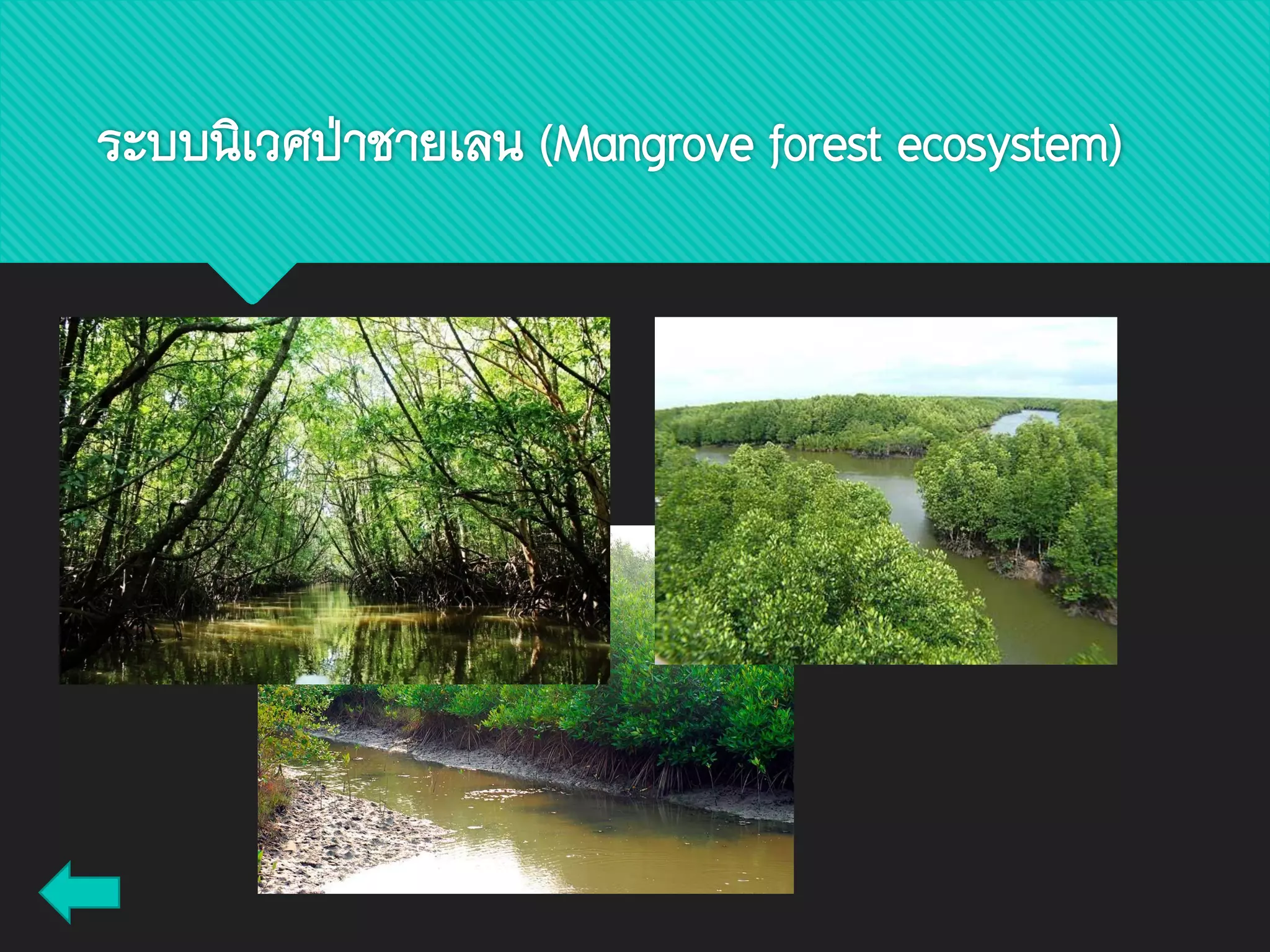 ระบบนิเวศป่าชายเลน (Mangrove forest ecosystem)
 