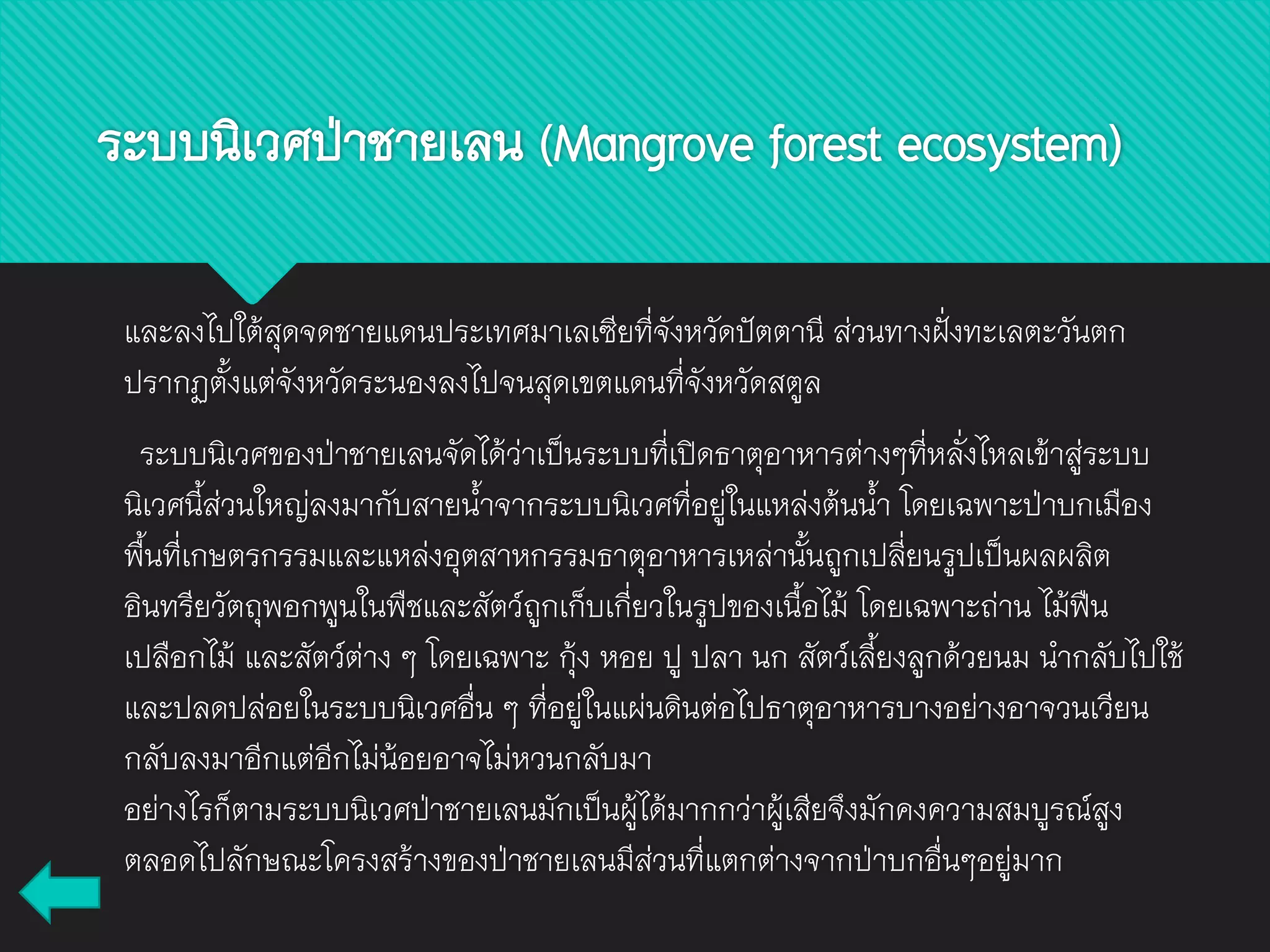 และลงไปใต้สุดจดชายแดนประเทศมาเลเซียที่จังหวัดปัตตานี ส่วนทางฝั่งทะเลตะวันตก
ปรากฏตั้งแต่จังหวัดระนองลงไปจนสุดเขตแดนที่จังหวัดสตูล
ระบบนิเวศของป่าชายเลนจัดได้ว่าเป็นระบบที่เปิดธาตุอาหารต่างๆที่หลั่งไหลเข้าสู่ระบบ
นิเวศนี้ส่วนใหญ่ลงมากับสายน้าจากระบบนิเวศที่อยู่ในแหล่งต้นน้า โดยเฉพาะป่าบกเมือง
พื้นที่เกษตรกรรมและแหล่งอุตสาหกรรมธาตุอาหารเหล่านั้นถูกเปลี่ยนรูปเป็นผลผลิต
อินทรียวัตถุพอกพูนในพืชและสัตว์ถูกเก็บเกี่ยวในรูปของเนื้อไม้ โดยเฉพาะถ่าน ไม้ฟืน
เปลือกไม้ และสัตว์ต่าง ๆ โดยเฉพาะ กุ้ง หอย ปู ปลา นก สัตว์เลี้ยงลูกด้วยนม นากลับไปใช้
และปลดปล่อยในระบบนิเวศอื่น ๆ ที่อยู่ในแผ่นดินต่อไปธาตุอาหารบางอย่างอาจวนเวียน
กลับลงมาอีกแต่อีกไม่น้อยอาจไม่หวนกลับมา
อย่างไรก็ตามระบบนิเวศป่าชายเลนมักเป็นผู้ได้มากกว่าผู้เสียจึงมักคงความสมบูรณ์สูง
ตลอดไปลักษณะโครงสร้างของป่าชายเลนมีส่วนที่แตกต่างจากป่าบกอื่นๆอยู่มาก
ระบบนิเวศป่าชายเลน (Mangrove forest ecosystem)
 