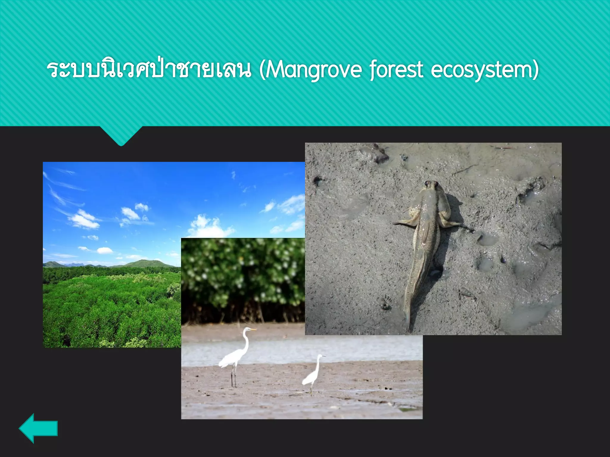 ระบบนิเวศป่าชายเลน (Mangrove forest ecosystem)
 