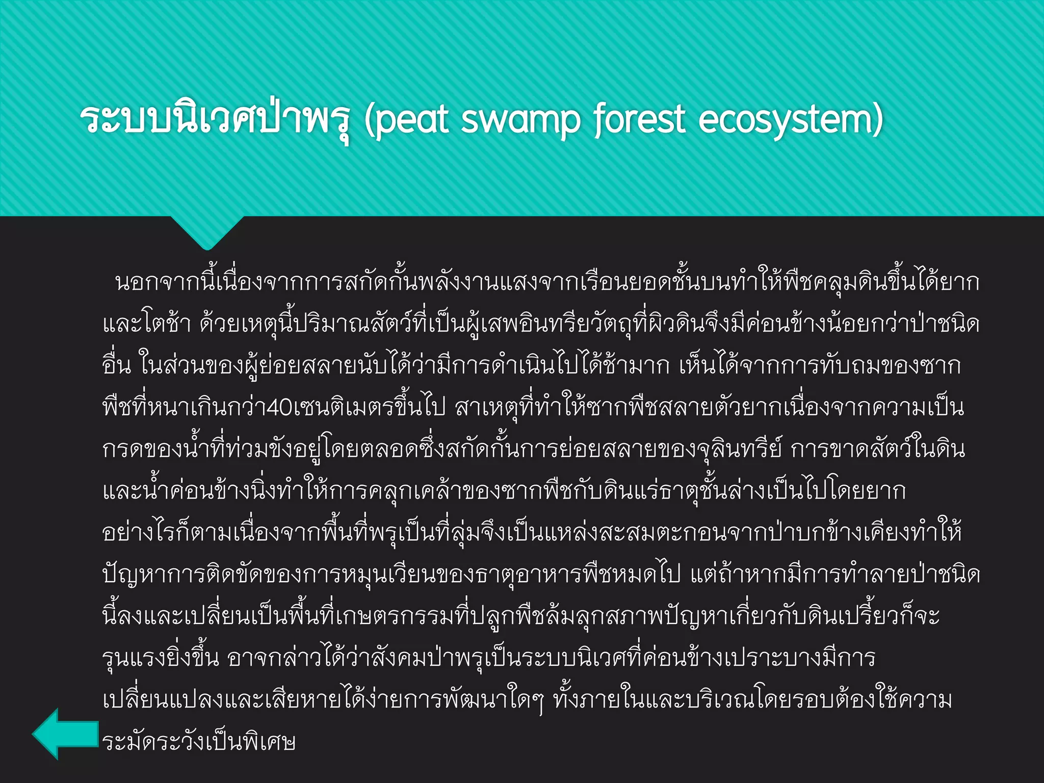 นอกจากนี้เนื่องจากการสกัดกั้นพลังงานแสงจากเรือนยอดชั้นบนทาให้พืชคลุมดินขึ้นได้ยาก
และโตช้า ด้วยเหตุนี้ปริมาณสัตว์ที่เป็นผู้เสพอินทรียวัตถุที่ผิวดินจึงมีค่อนข้างน้อยกว่าป่าชนิด
อื่น ในส่วนของผู้ย่อยสลายนับได้ว่ามีการดาเนินไปได้ช้ามาก เห็นได้จากการทับถมของซาก
พืชที่หนาเกินกว่า40เซนติเมตรขึ้นไป สาเหตุที่ทาให้ซากพืชสลายตัวยากเนื่องจากความเป็น
กรดของน้าที่ท่วมขังอยู่โดยตลอดซึ่งสกัดกั้นการย่อยสลายของจุลินทรีย์ การขาดสัตว์ในดิน
และน้าค่อนข้างนิ่งทาให้การคลุกเคล้าของซากพืชกับดินแร่ธาตุชั้นล่างเป็นไปโดยยาก
อย่างไรก็ตามเนื่องจากพื้นที่พรุเป็นที่ลุ่มจึงเป็นแหล่งสะสมตะกอนจากป่าบกข้างเคียงทาให้
ปัญหาการติดขัดของการหมุนเวียนของธาตุอาหารพืชหมดไป แต่ถ้าหากมีการทาลายป่าชนิด
นี้ลงและเปลี่ยนเป็นพื้นที่เกษตรกรรมที่ปลูกพืชล้มลุกสภาพปัญหาเกี่ยวกับดินเปรี้ยวก็จะ
รุนแรงยิ่งขึ้น อาจกล่าวได้ว่าสังคมป่าพรุเป็นระบบนิเวศที่ค่อนข้างเปราะบางมีการ
เปลี่ยนแปลงและเสียหายได้ง่ายการพัฒนาใดๆ ทั้งภายในและบริเวณโดยรอบต้องใช้ความ
ระมัดระวังเป็นพิเศษ
ระบบนิเวศป่าพรุ (peat swamp forest ecosystem)
 