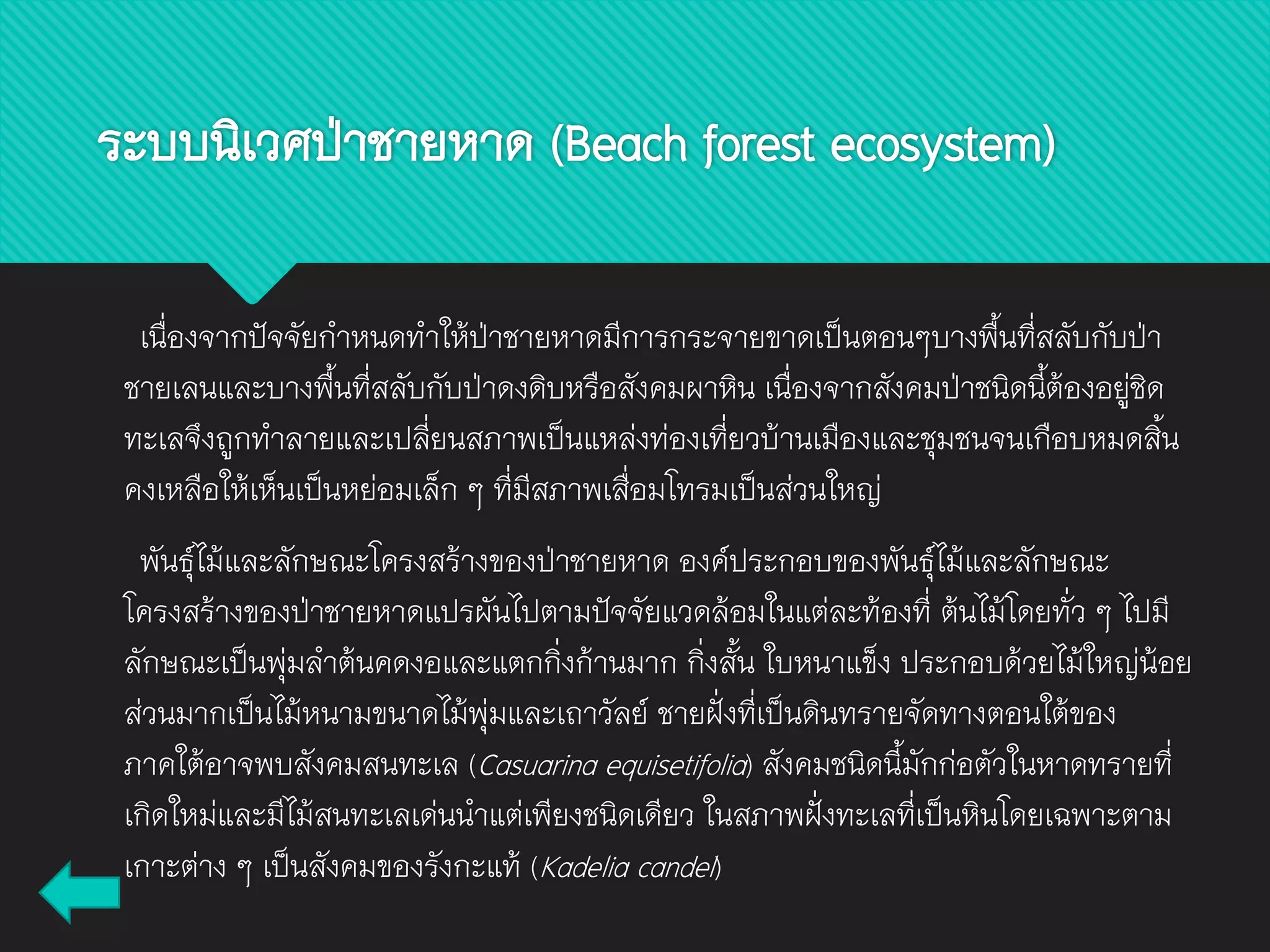 เนื่องจากปัจจัยกาหนดทาให้ป่าชายหาดมีการกระจายขาดเป็นตอนๆบางพื้นที่สลับกับป่า
ชายเลนและบางพื้นที่สลับกับป่าดงดิบหรือสังคมผาหิน เนื่องจากสังคมป่าชนิดนี้ต้องอยู่ชิด
ทะเลจึงถูกทาลายและเปลี่ยนสภาพเป็นแหล่งท่องเที่ยวบ้านเมืองและชุมชนจนเกือบหมดสิ้น
คงเหลือให้เห็นเป็นหย่อมเล็ก ๆ ที่มีสภาพเสื่อมโทรมเป็นส่วนใหญ่
พันธุ์ไม้และลักษณะโครงสร้างของป่าชายหาด องค์ประกอบของพันธุ์ไม้และลักษณะ
โครงสร้างของป่าชายหาดแปรผันไปตามปัจจัยแวดล้อมในแต่ละท้องที่ ต้นไม้โดยทั่ว ๆ ไปมี
ลักษณะเป็นพุ่มลาต้นคดงอและแตกกิ่งก้านมาก กิ่งสั้น ใบหนาแข็ง ประกอบด้วยไม้ใหญ่น้อย
ส่วนมากเป็นไม้หนามขนาดไม้พุ่มและเถาวัลย์ ชายฝั่งที่เป็นดินทรายจัดทางตอนใต้ของ
ภาคใต้อาจพบสังคมสนทะเล (Casuarina equisetifolia) สังคมชนิดนี้มักก่อตัวในหาดทรายที่
เกิดใหม่และมีไม้สนทะเลเด่นนาแต่เพียงชนิดเดียว ในสภาพฝั่งทะเลที่เป็นหินโดยเฉพาะตาม
เกาะต่าง ๆ เป็นสังคมของรังกะแท้ (Kadelia candel)
ระบบนิเวศป่าชายหาด (Beach forest ecosystem)
 