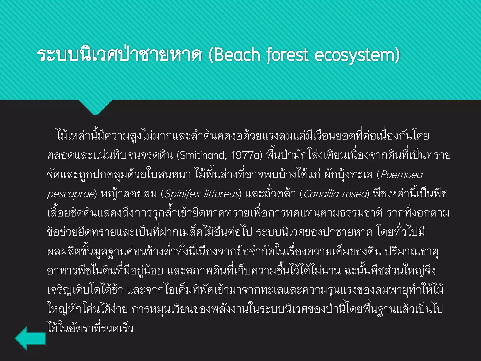 ไม้เหล่านี้มีความสูงไม่มากและลาต้นคดงอด้วยแรงลมแต่มีเรือนยอดที่ต่อเนื่องกันโดย
ตลอดและแน่นทึบจนจรดดิน (Smitinand, 1977a) พื้นป่ามักโล่งเตียนเนื่องจากดินที่เป็นทราย
จัดและถูกปกคลุมด้วยใบสนหนา ไม้พื้นล่างที่อาจพบบ้างได้แก่ ผักบุ้งทะเล (Poemoea
pescaprae) หญ้าลอยลม (Spinifex littoreus) และถั่วคล้า (Canallia rosea) พืชเหล่านี้เป็นพืช
เลื้อยชิดดินแสดงถึงการรุกล้าเข้ายึดหาดทรายเพื่อการทดแทนตามธรรมชาติ รากที่งอกตาม
ข้อช่วยยึดทรายและเป็นที่ฝากเมล็ดไม้อื่นต่อไป ระบบนิเวศของป่าชายหาด โดยทั่วไปมี
ผลผลิตขั้นมูลฐานค่อนข้างต่าทั้งนี้เนื่องจากข้อจากัดในเรื่องความเค็มของดิน ปริมาณธาตุ
อาหารพืชในดินที่มีอยู่น้อย และสภาพดินที่เก็บความชื้นไว้ได้ไม่นาน ฉะนั้นพืชส่วนใหญ่จึง
เจริญเติบโตได้ช้า และจากไอเค็มที่พัดเข้ามาจากทะเลและความรุนแรงของลมพายุทาให้ไม้
ใหญ่หักโค่นได้ง่าย การหมุนเวียนของพลังงานในระบบนิเวศของป่านี้โดยพื้นฐานแล้วเป็นไป
ได้ในอัตราที่รวดเร็ว
ระบบนิเวศป่าชายหาด (Beach forest ecosystem)
 