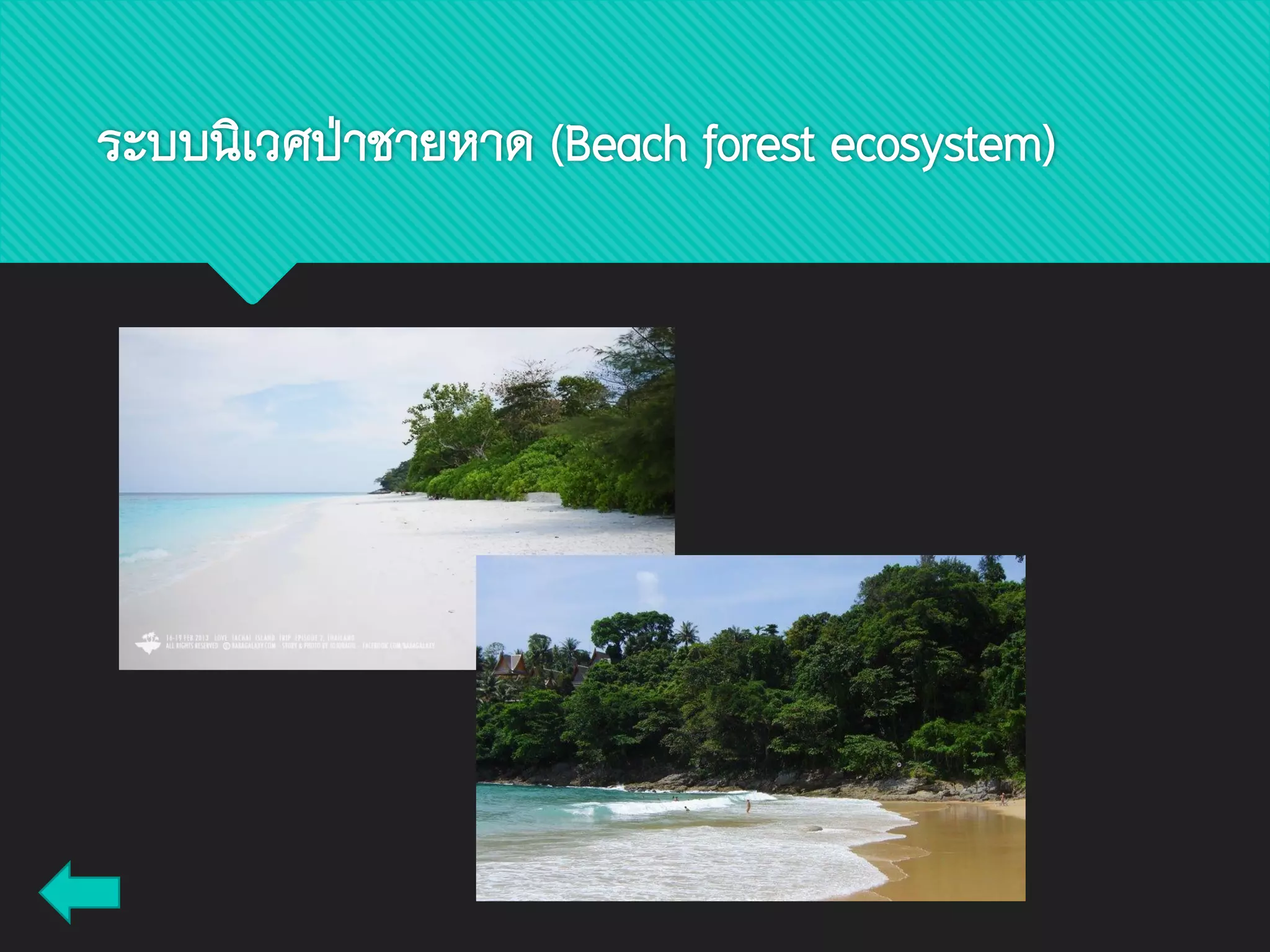ระบบนิเวศป่าชายหาด (Beach forest ecosystem)
 