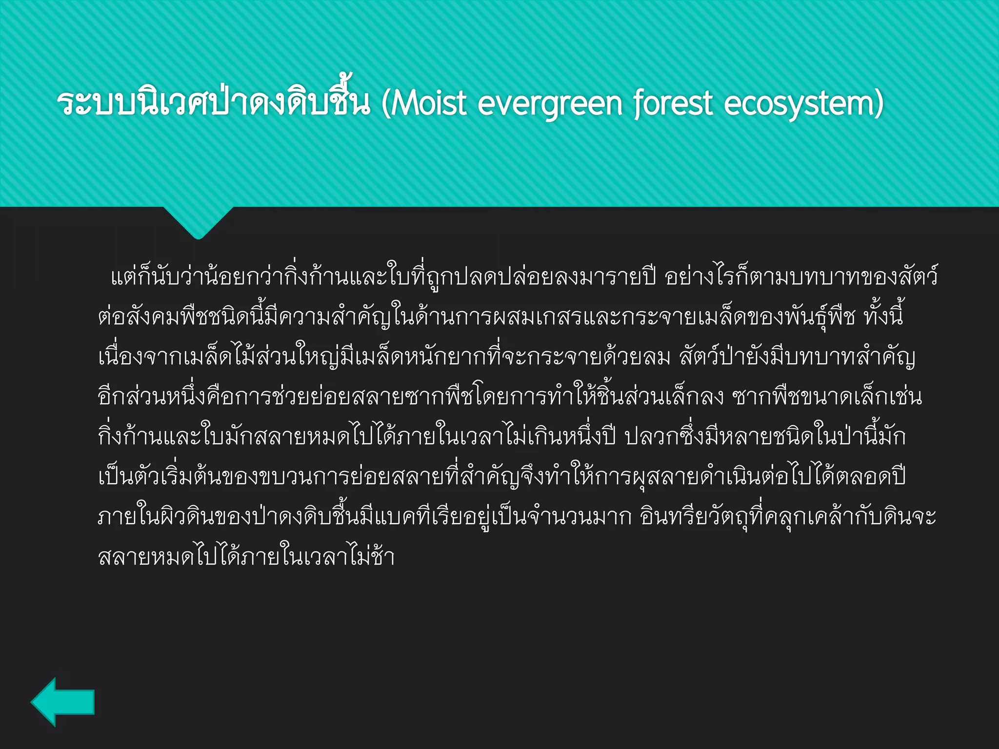 แต่ก็นับว่าน้อยกว่ากิ่งก้านและใบที่ถูกปลดปล่อยลงมารายปี อย่างไรก็ตามบทบาทของสัตว์
ต่อสังคมพืชชนิดนี้มีความสาคัญในด้านการผสมเกสรและกระจายเมล็ดของพันธุ์พืช ทั้งนี้
เนื่องจากเมล็ดไม้ส่วนใหญ่มีเมล็ดหนักยากที่จะกระจายด้วยลม สัตว์ป่ายังมีบทบาทสาคัญ
อีกส่วนหนึ่งคือการช่วยย่อยสลายซากพืชโดยการทาให้ชิ้นส่วนเล็กลง ซากพืชขนาดเล็กเช่น
กิ่งก้านและใบมักสลายหมดไปได้ภายในเวลาไม่เกินหนึ่งปี ปลวกซึ่งมีหลายชนิดในป่านี้มัก
เป็นตัวเริ่มต้นของขบวนการย่อยสลายที่สาคัญจึงทาให้การผุสลายดาเนินต่อไปได้ตลอดปี
ภายในผิวดินของป่าดงดิบชื้นมีแบคทีเรียอยู่เป็นจานวนมาก อินทรียวัตถุที่คลุกเคล้ากับดินจะ
สลายหมดไปได้ภายในเวลาไม่ช้า
ระบบนิเวศป่าดงดิบชื้น (Moist evergreen forest ecosystem)
 